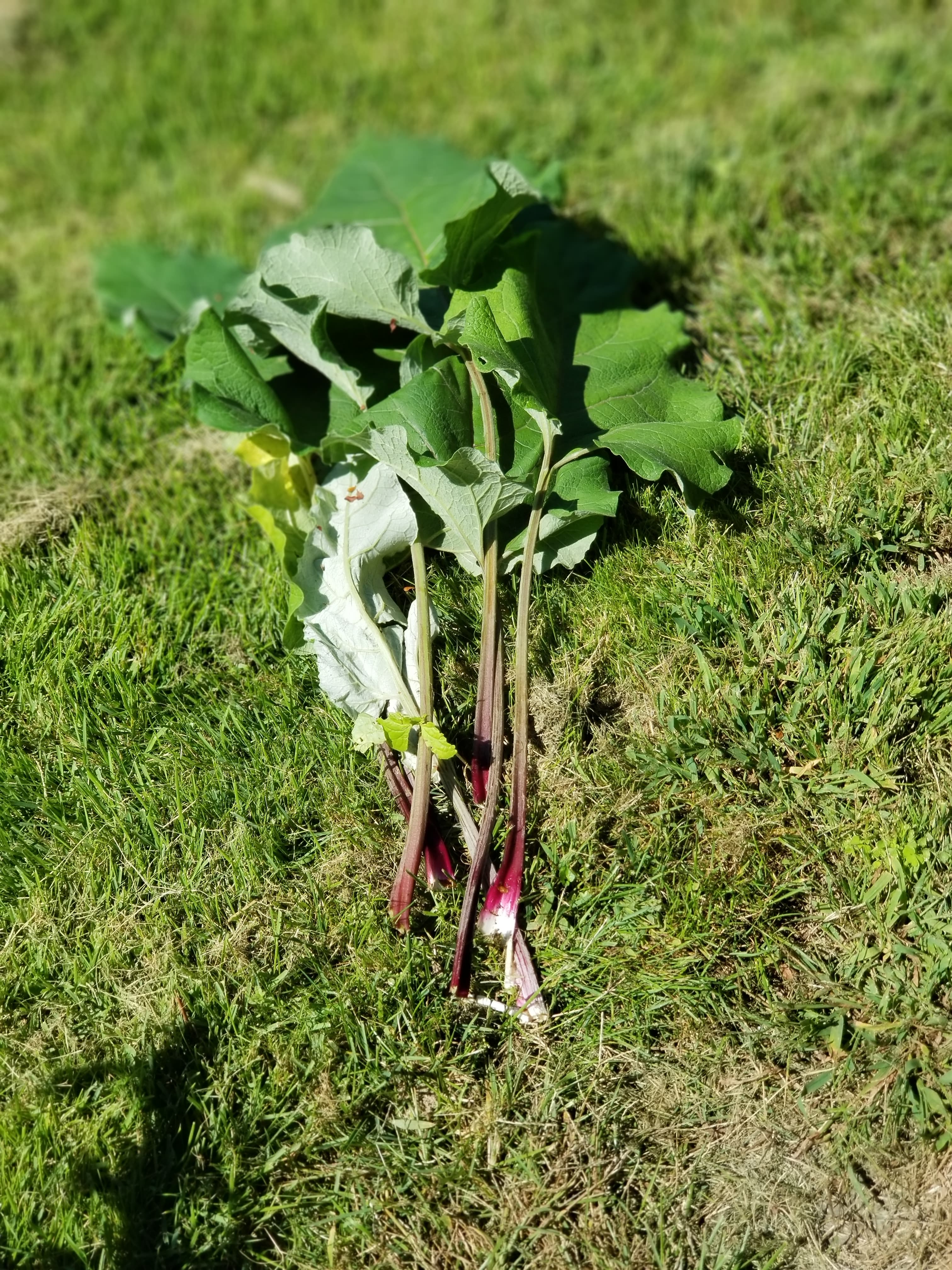 I found this while weeding. What is it? Looks like Rhubarb r