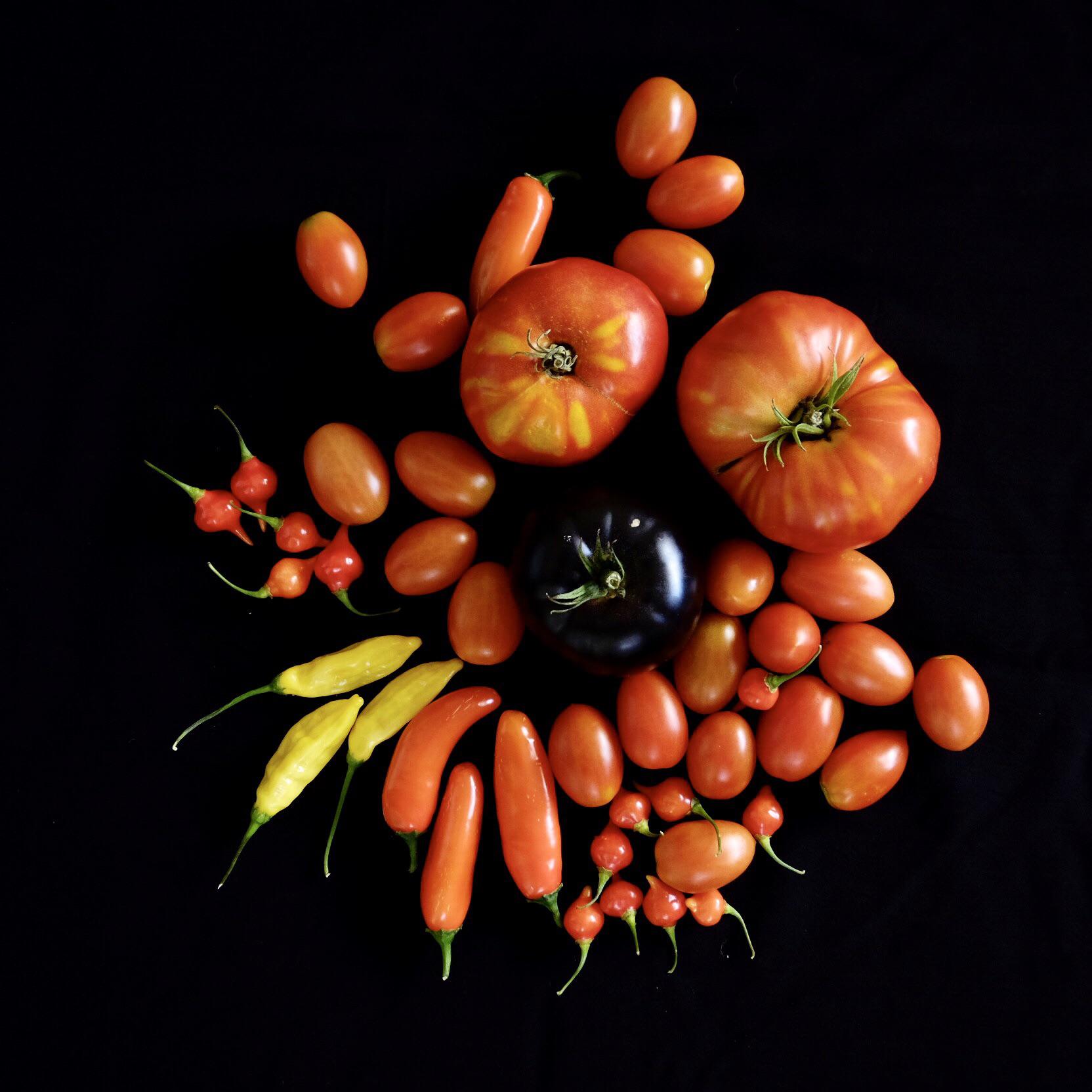 Sometimes the harvest is too beautiful to not capture. Black Beauty