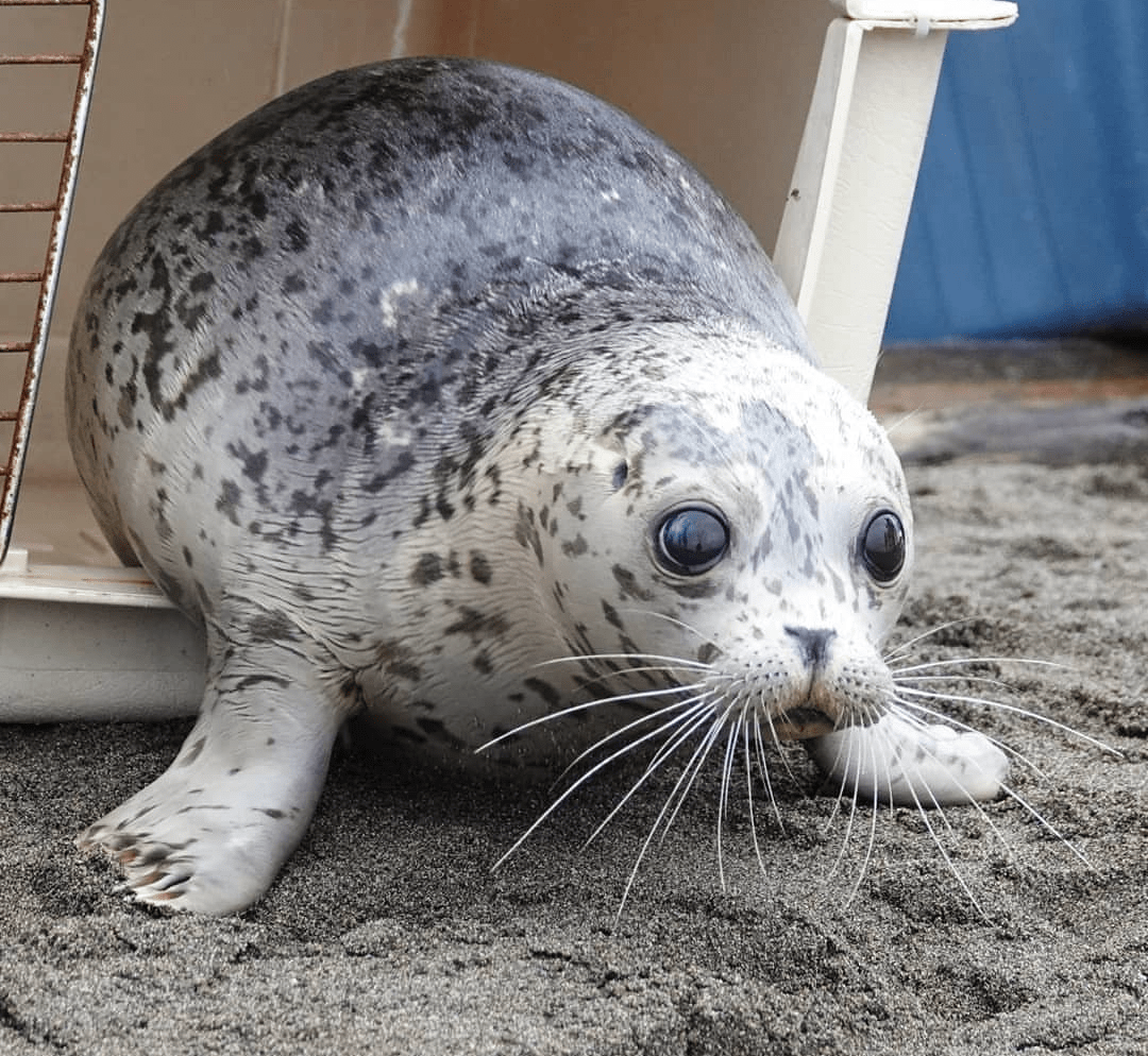 big round eyes 🥺 r/seals