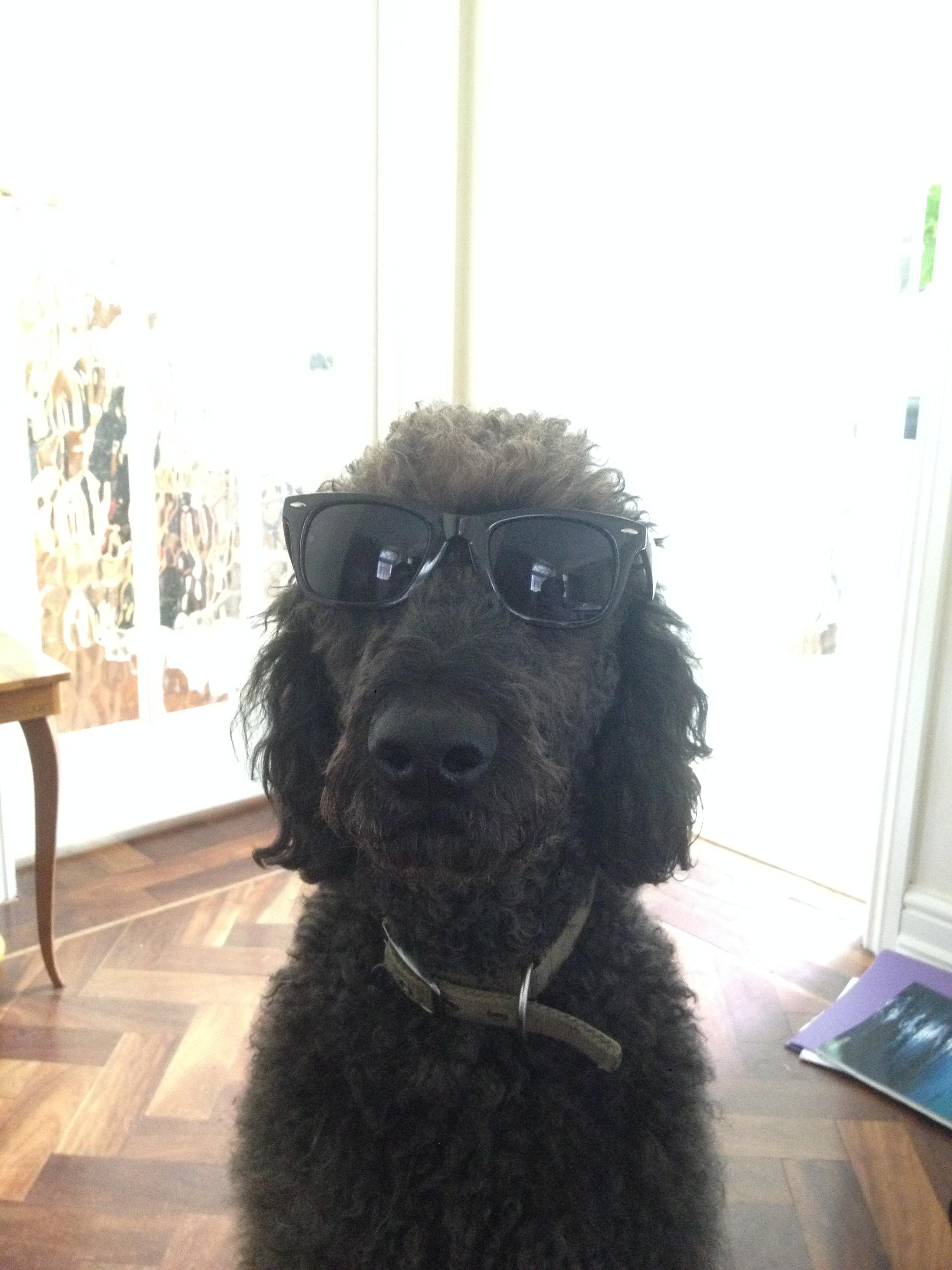 Dog with glasses. He do be kinda cool tho r/Memes_Of_The_Dank