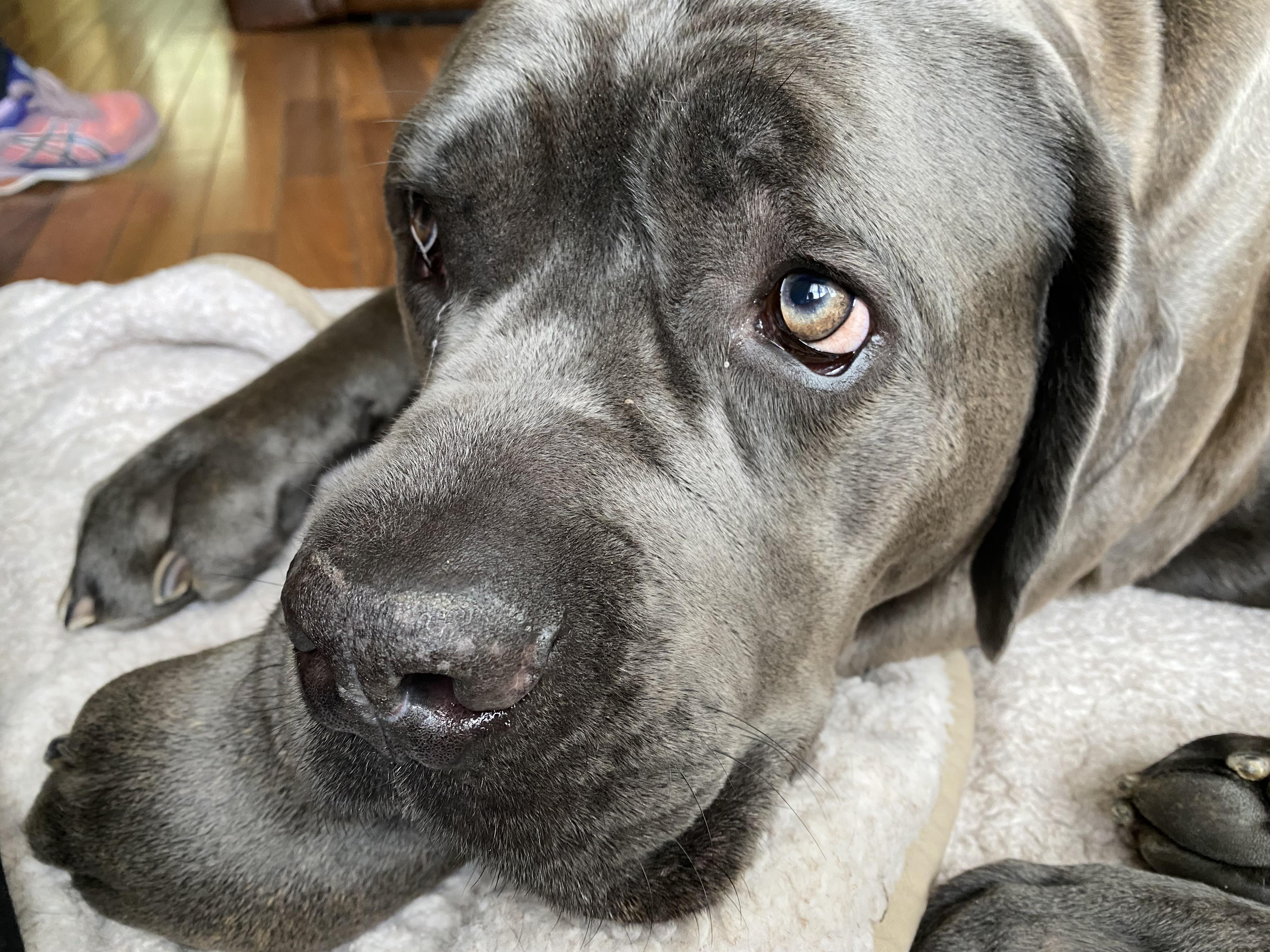 How do y’all pronounce Cane Corso? r/CaneCorso