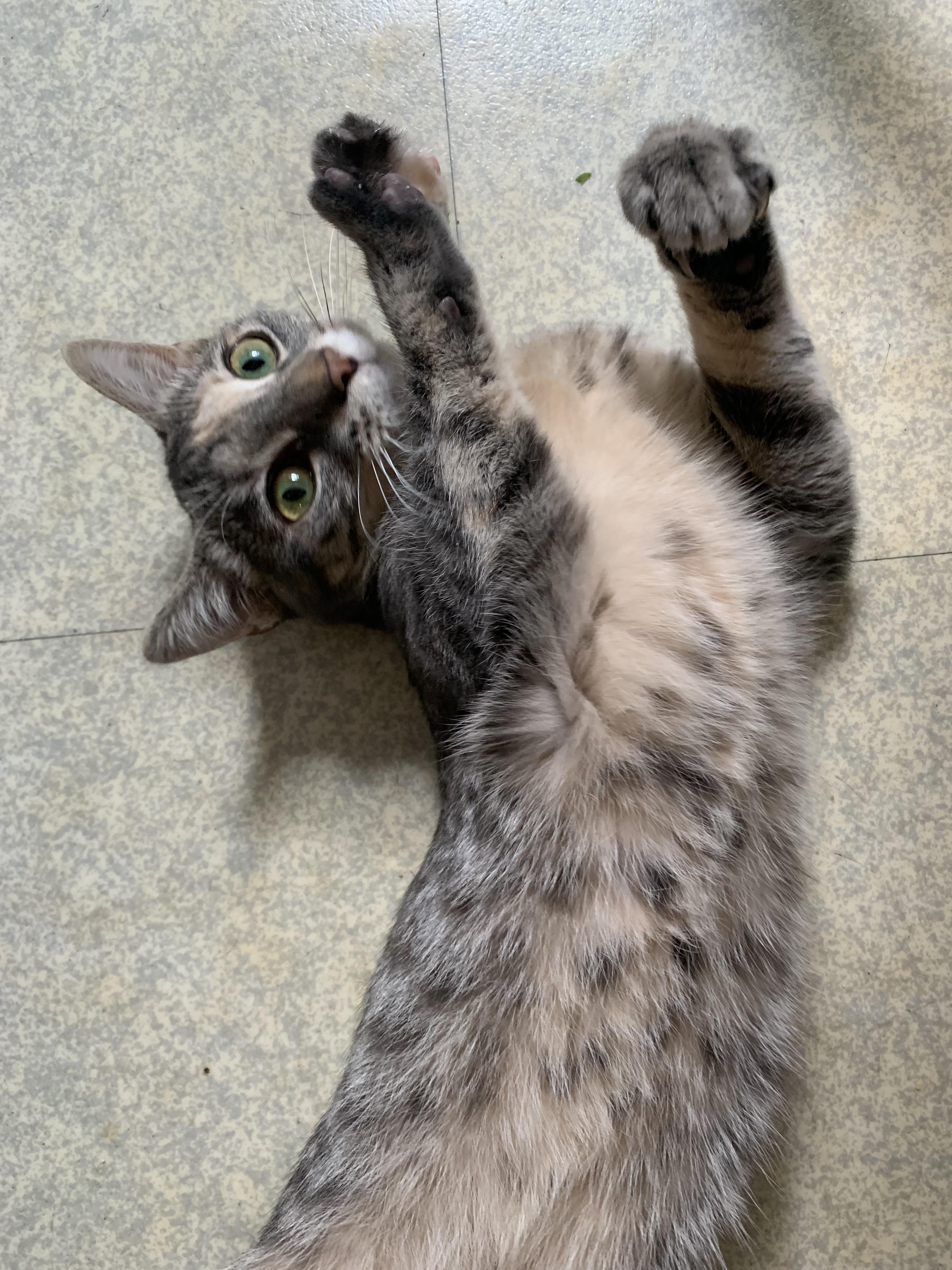 my cat’s fur looks almost light pink ! r/cats