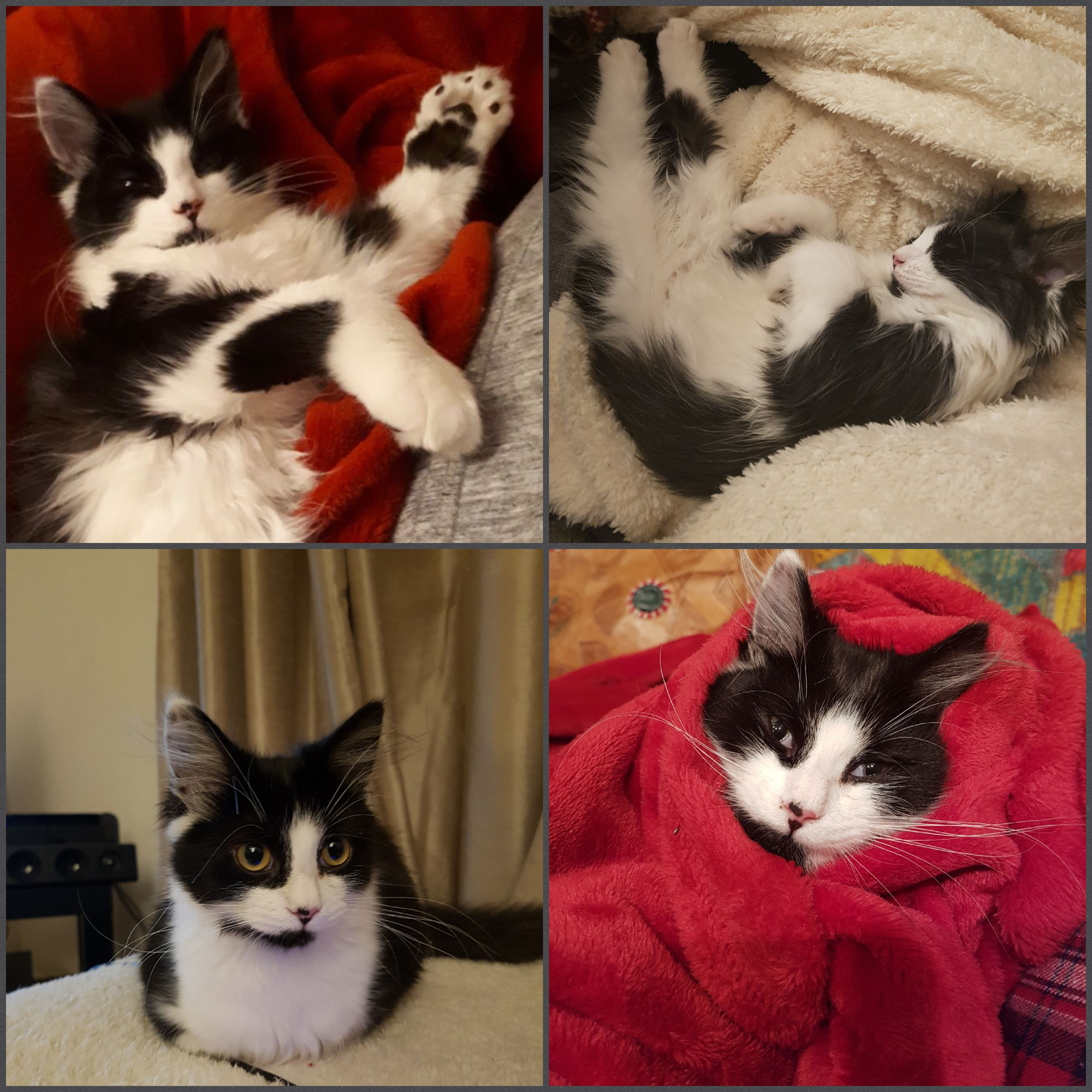 Choose your fighter.. r/kittens