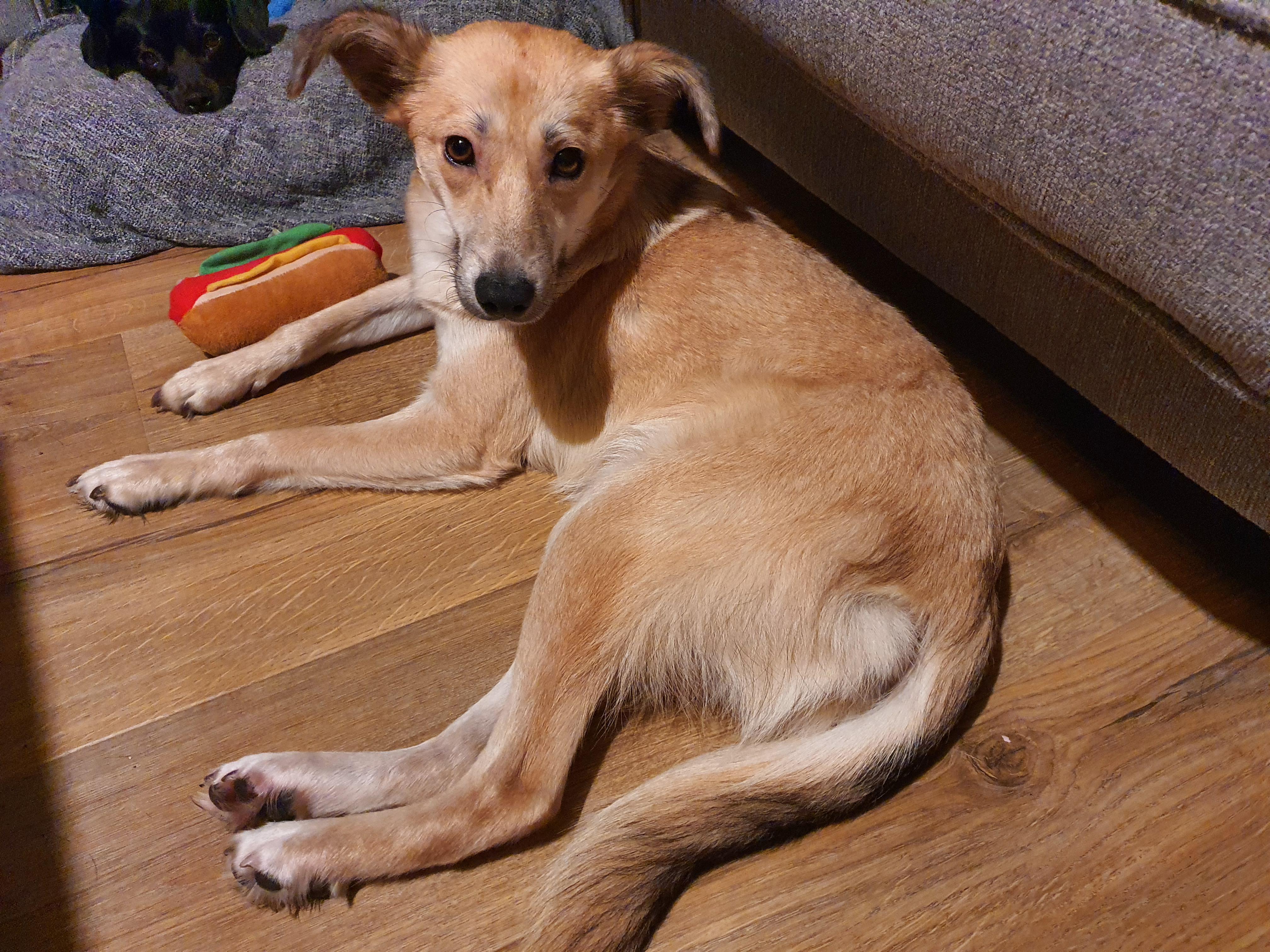 Adopted Millie from Romania a few weeks ago. We have no clue what