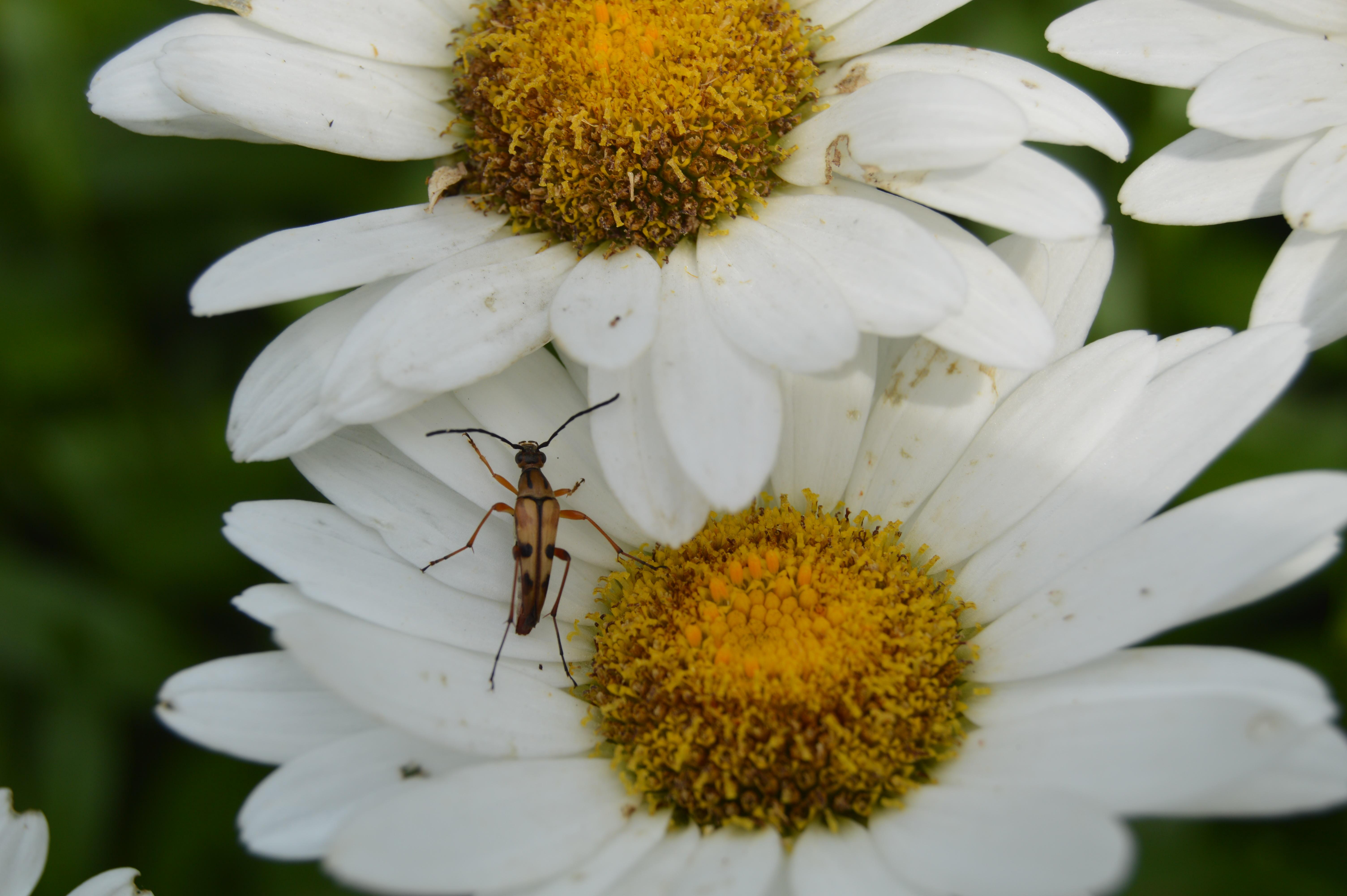 Seeking ID for long thin beetle with light brown coloring and black