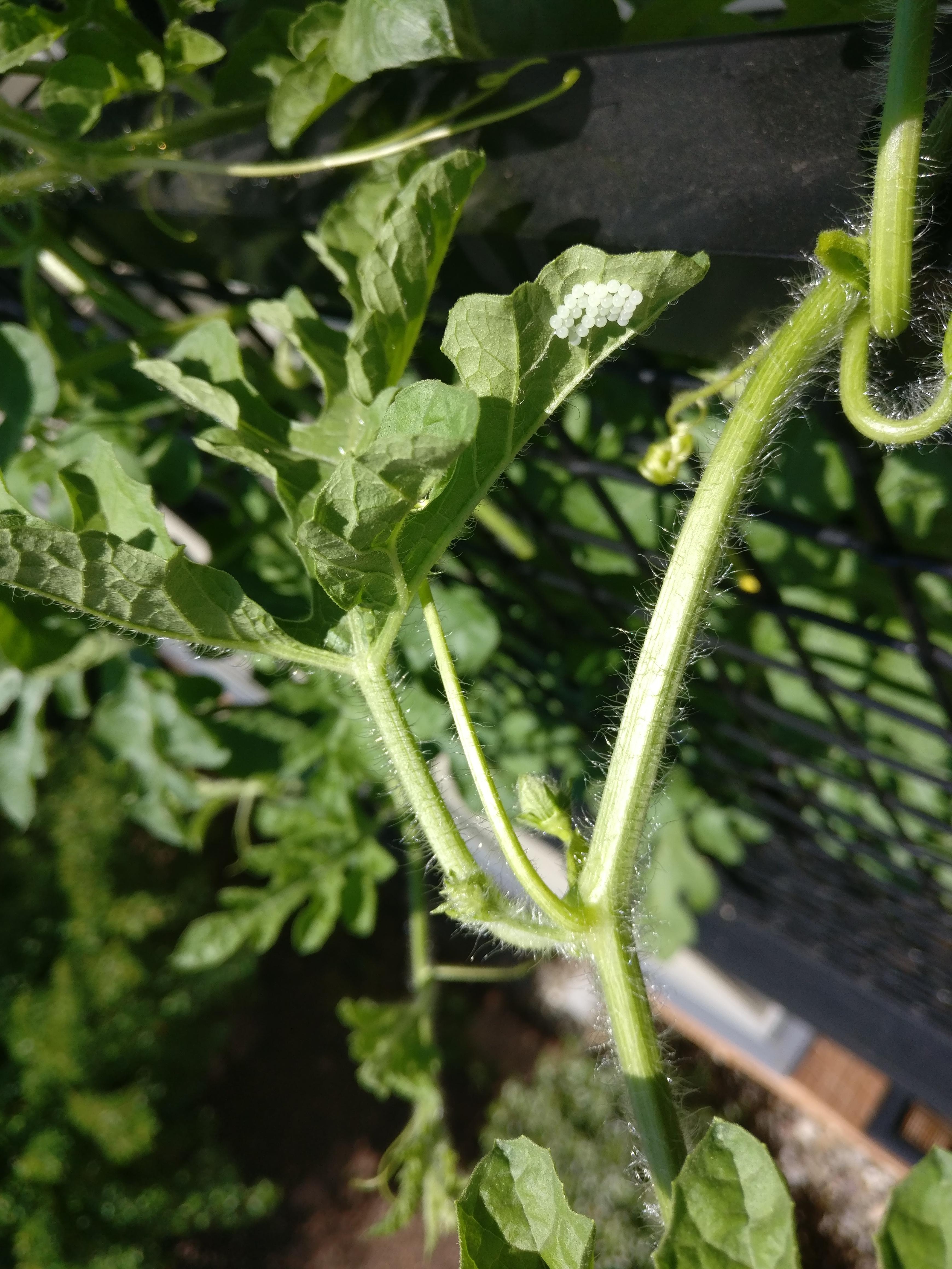 Any ideas what this pest is on my watermelon plant? r/gardening