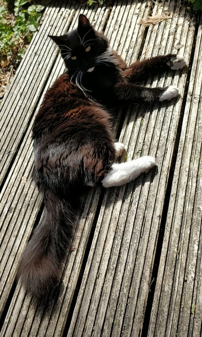 Catching some rays 😎 r/bottlebrush