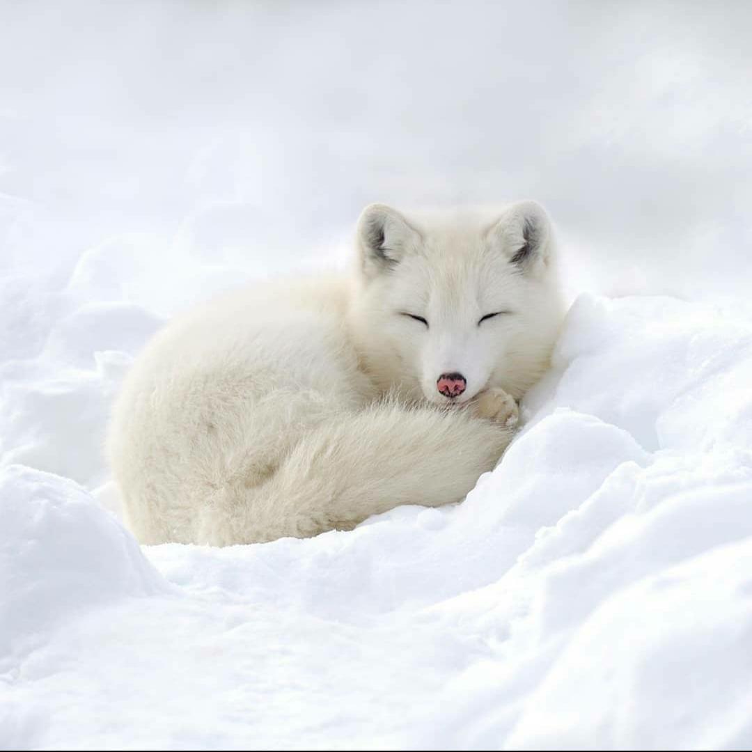 🔥 Arctic Fox r/NatureIsFuckingLit