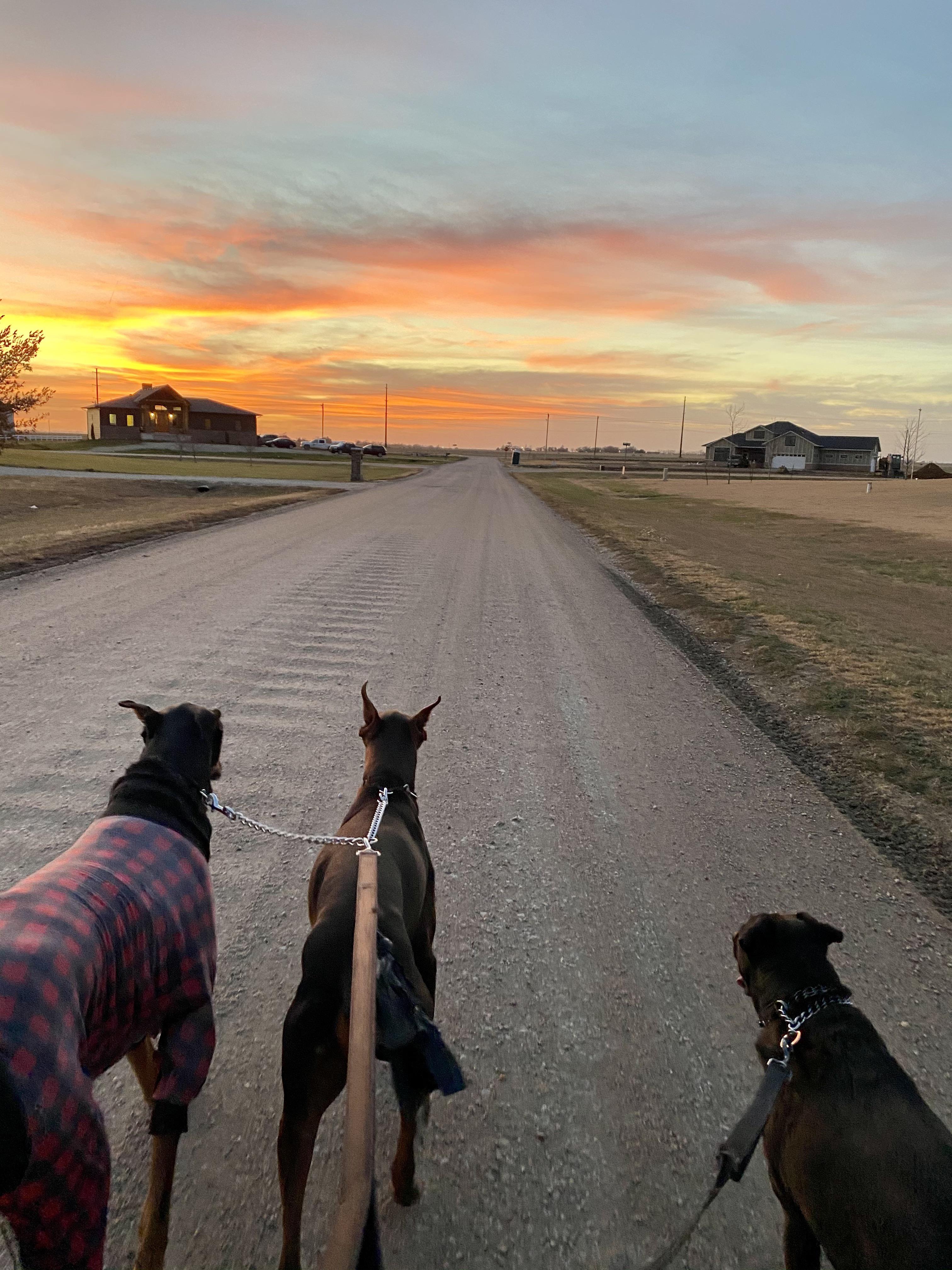 Kansas sunsets r/Doberman