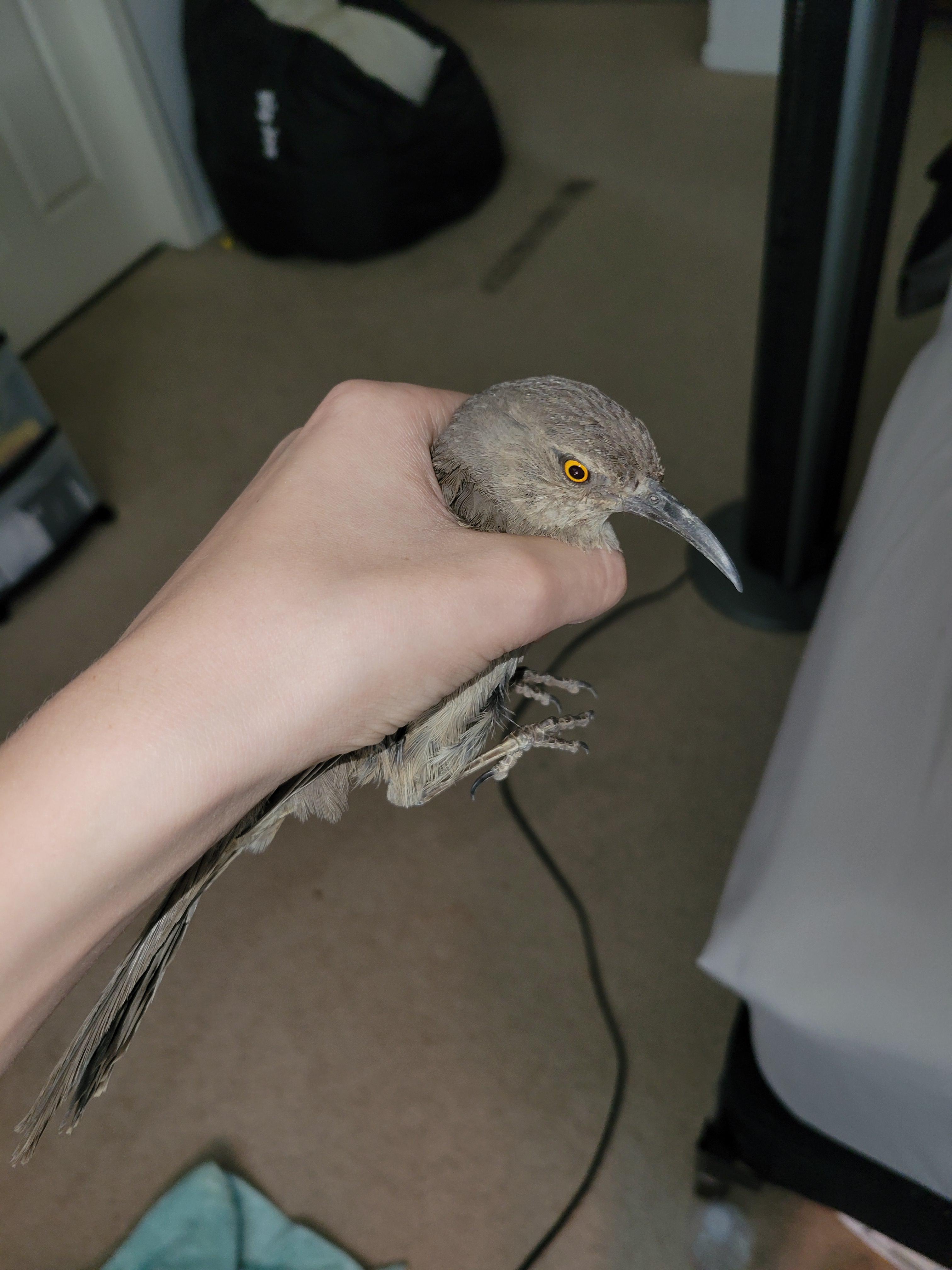 a bird got in my house so i caught and released it NO IM NOT STRANGLING