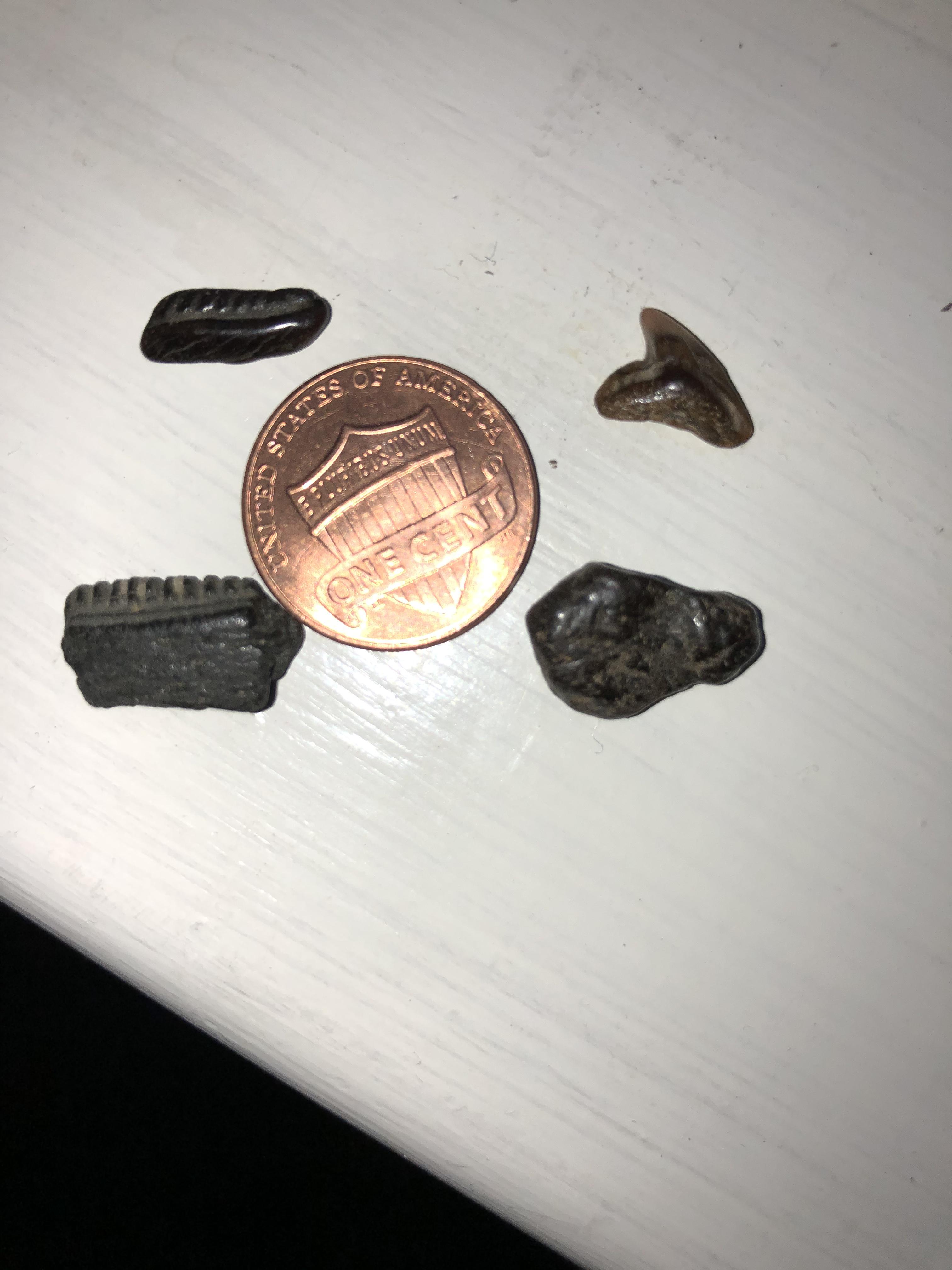 Shark’s tooth? Found at Chesapeake Beach, MD r/fossilid