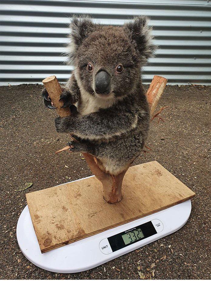 I just found out how koalas are weighed and it’s just the cutest thing