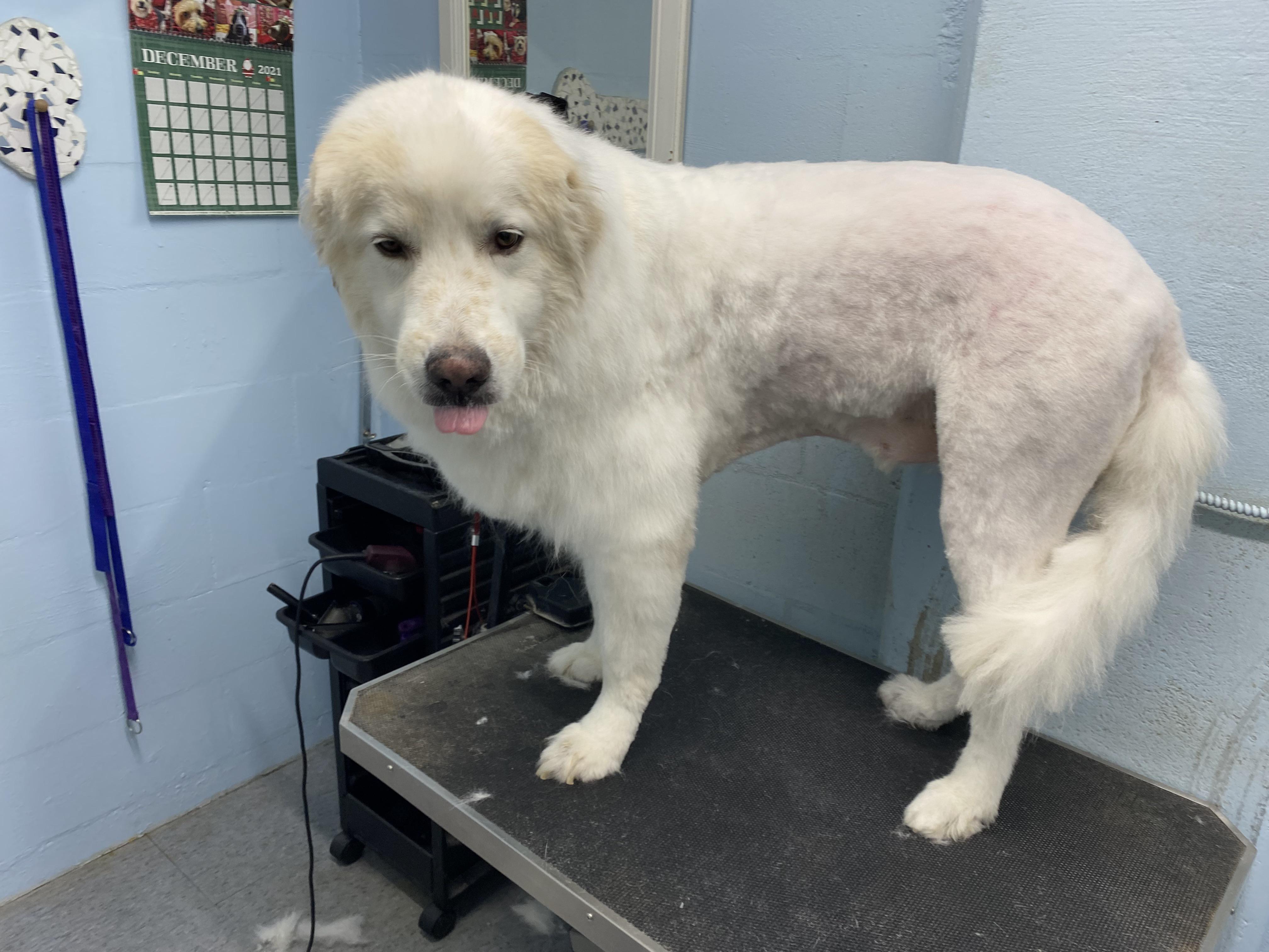 Should I Shave My Great Pyrenees