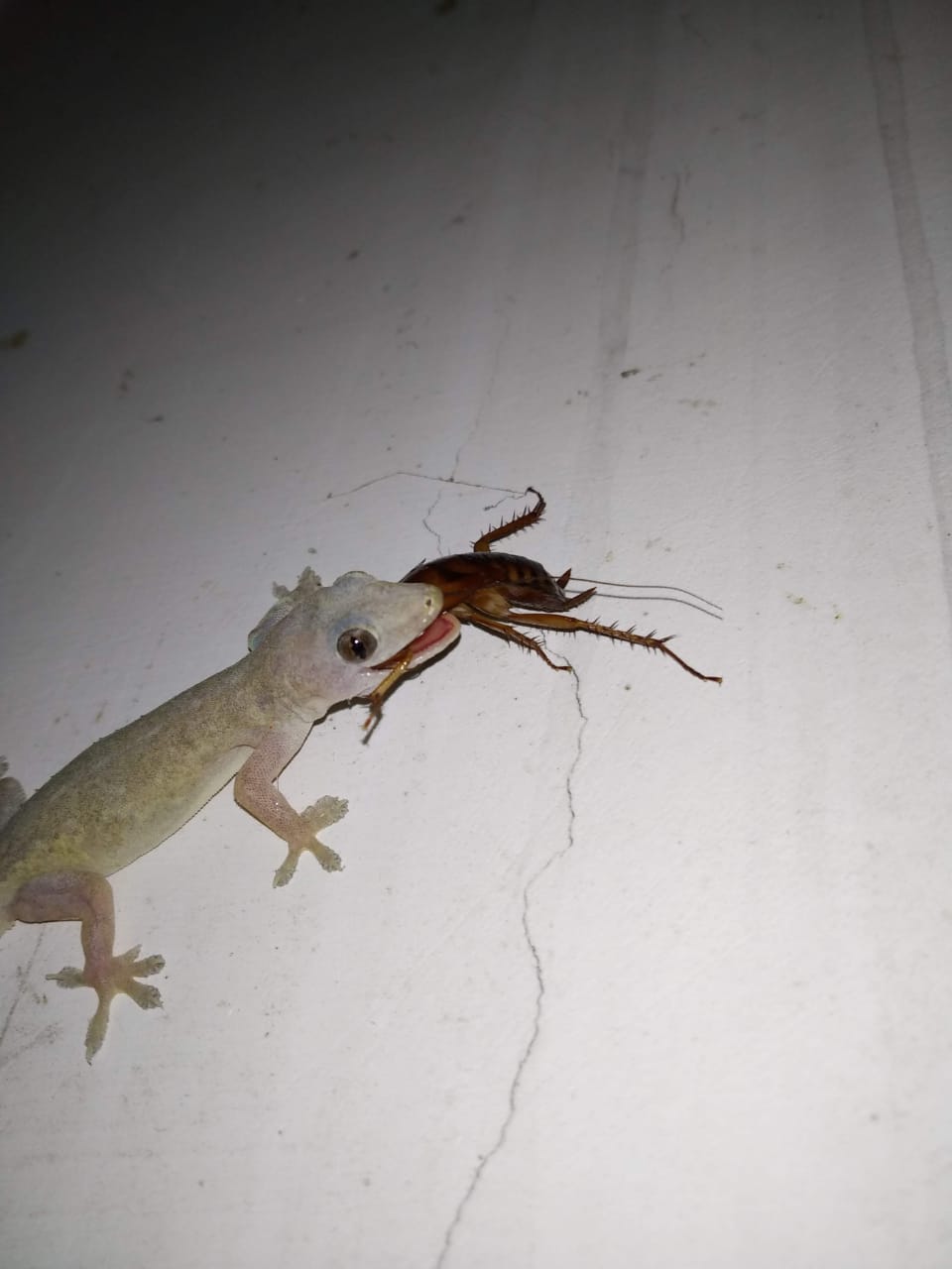 A lizard eating a cockroach r/mildlyinteresting