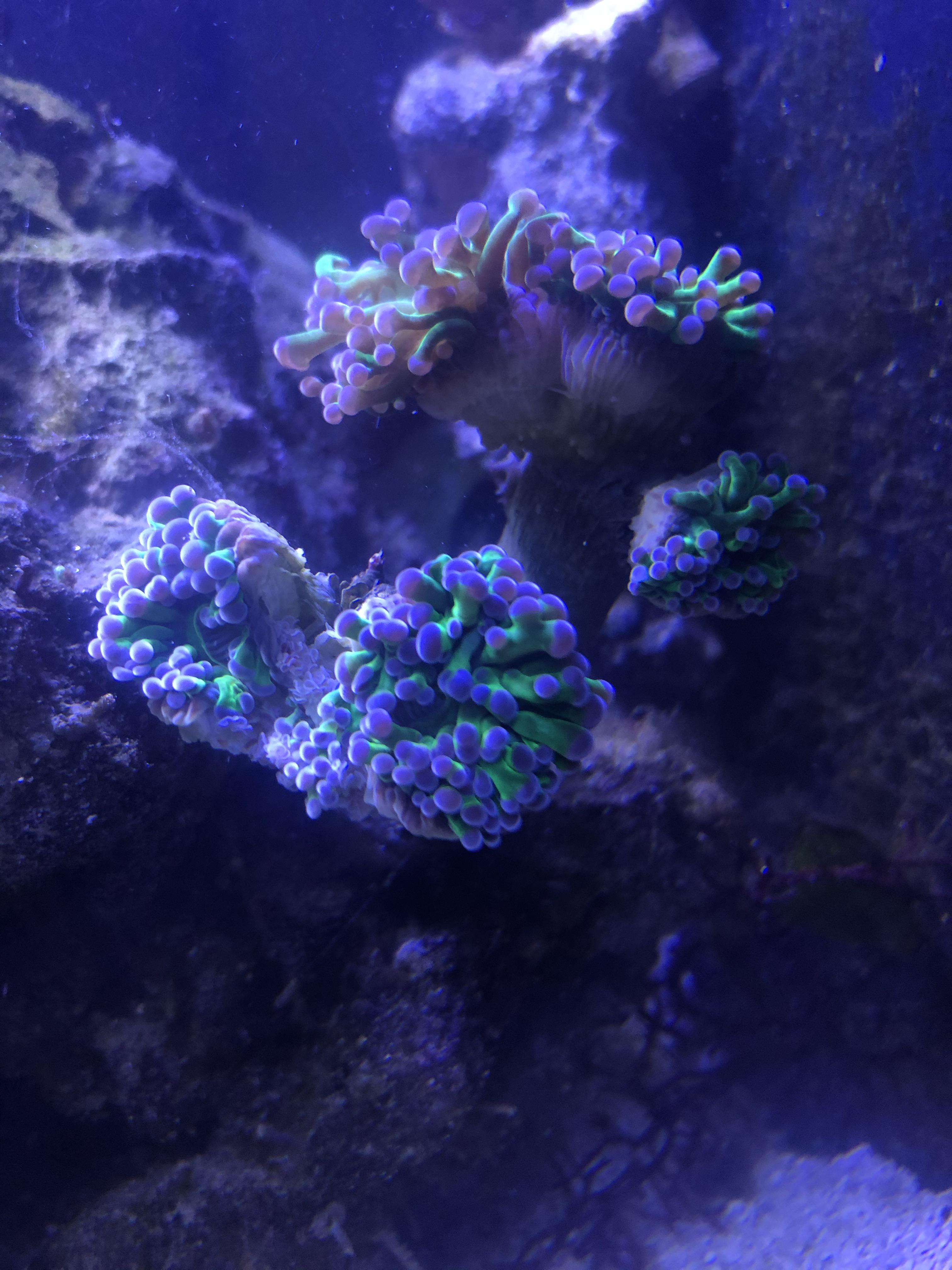 Any saving this hammer, or is this death by peppermint shrimp a sealed