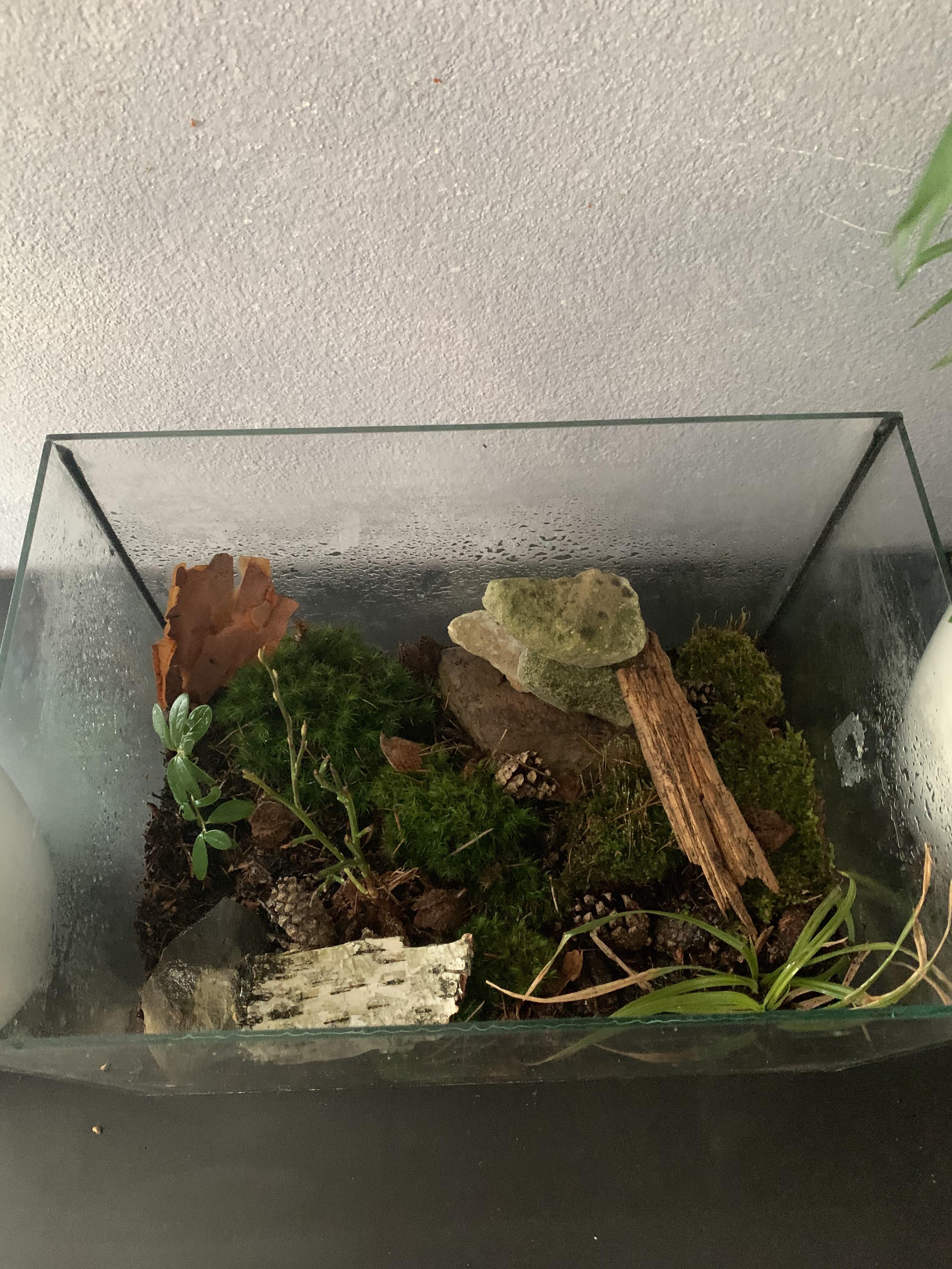 My first ever terrarium build with native materials and plants. Hope it