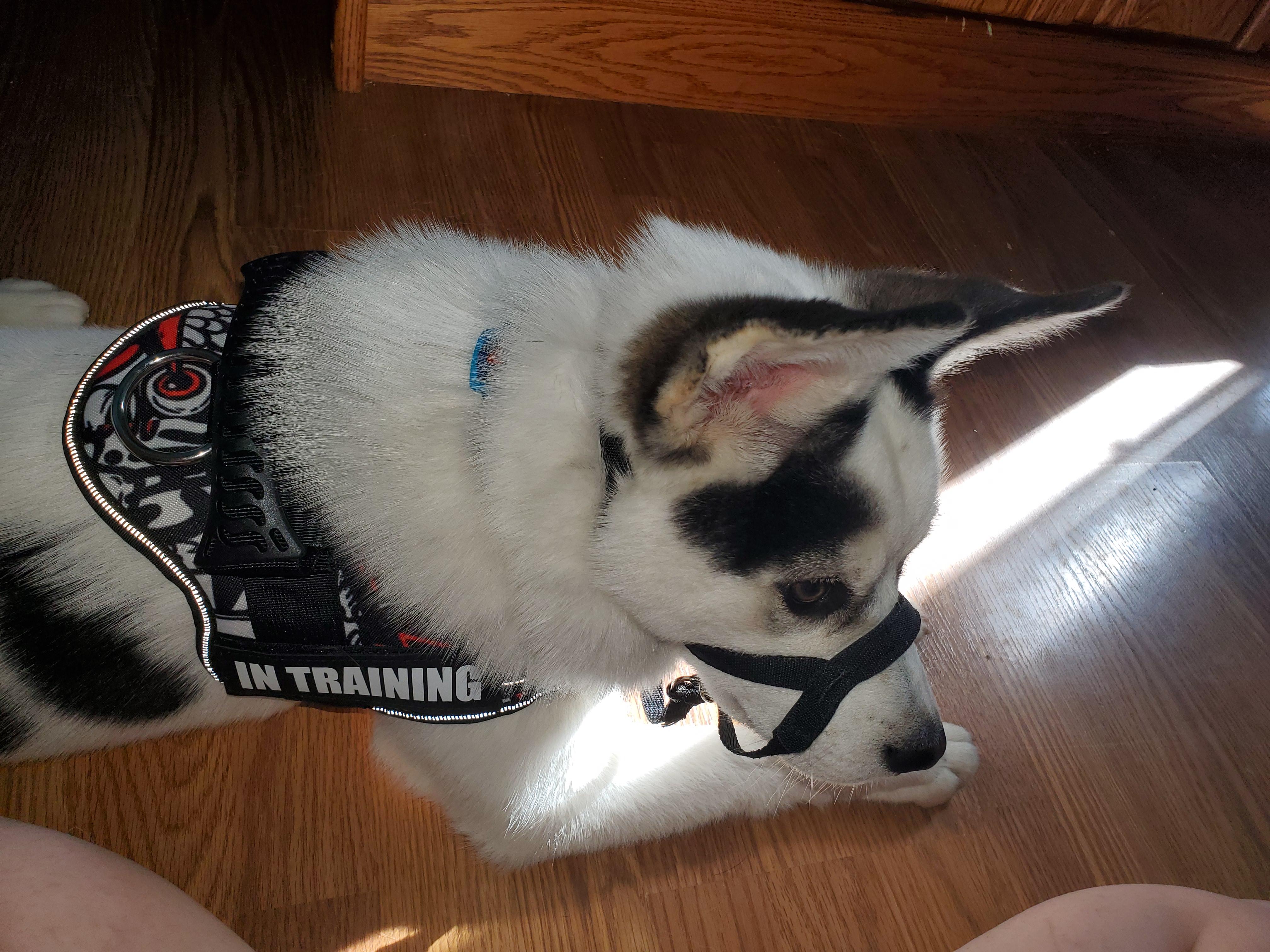 She's not the biggest fan of her new outfit! r/dogswithjobs