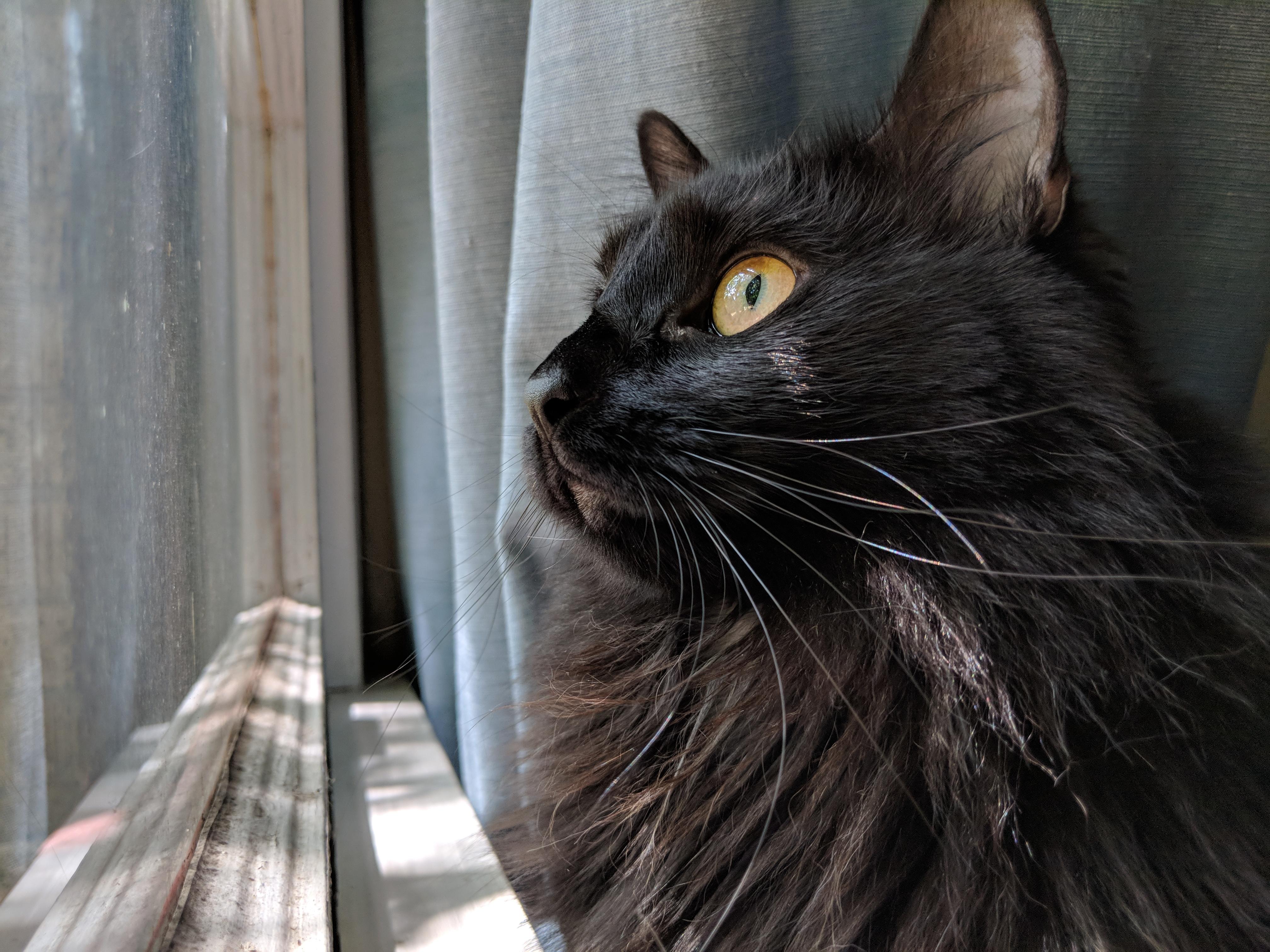 20 HQ Photos Feral Cat Rescue Md feralcatrescue happylittlestars