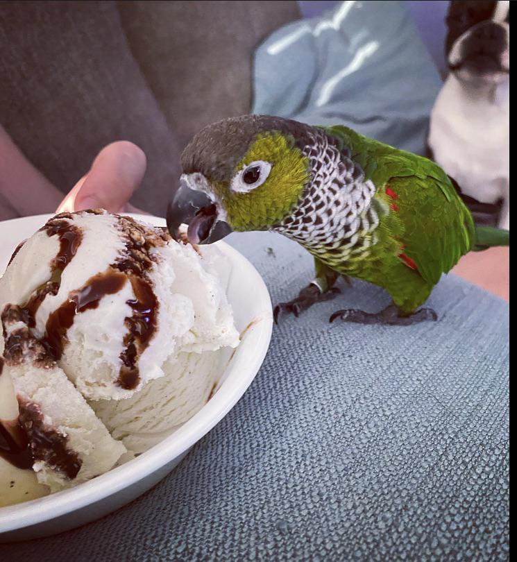 Dad ! I want all the ice cream ! r/parrots