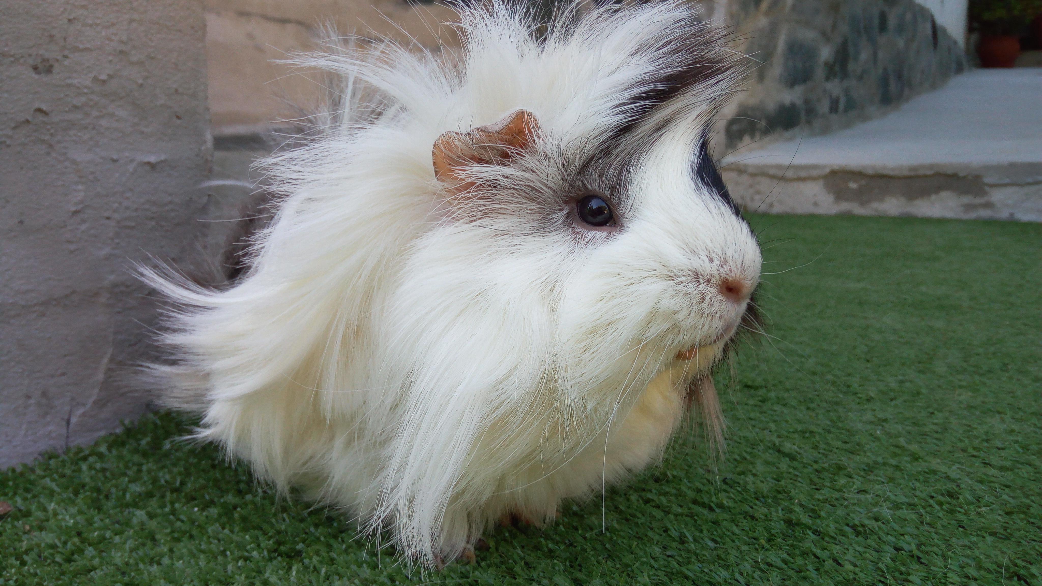 My guinea pig, Piggie. I miss his crazy hair. r/guineapigs