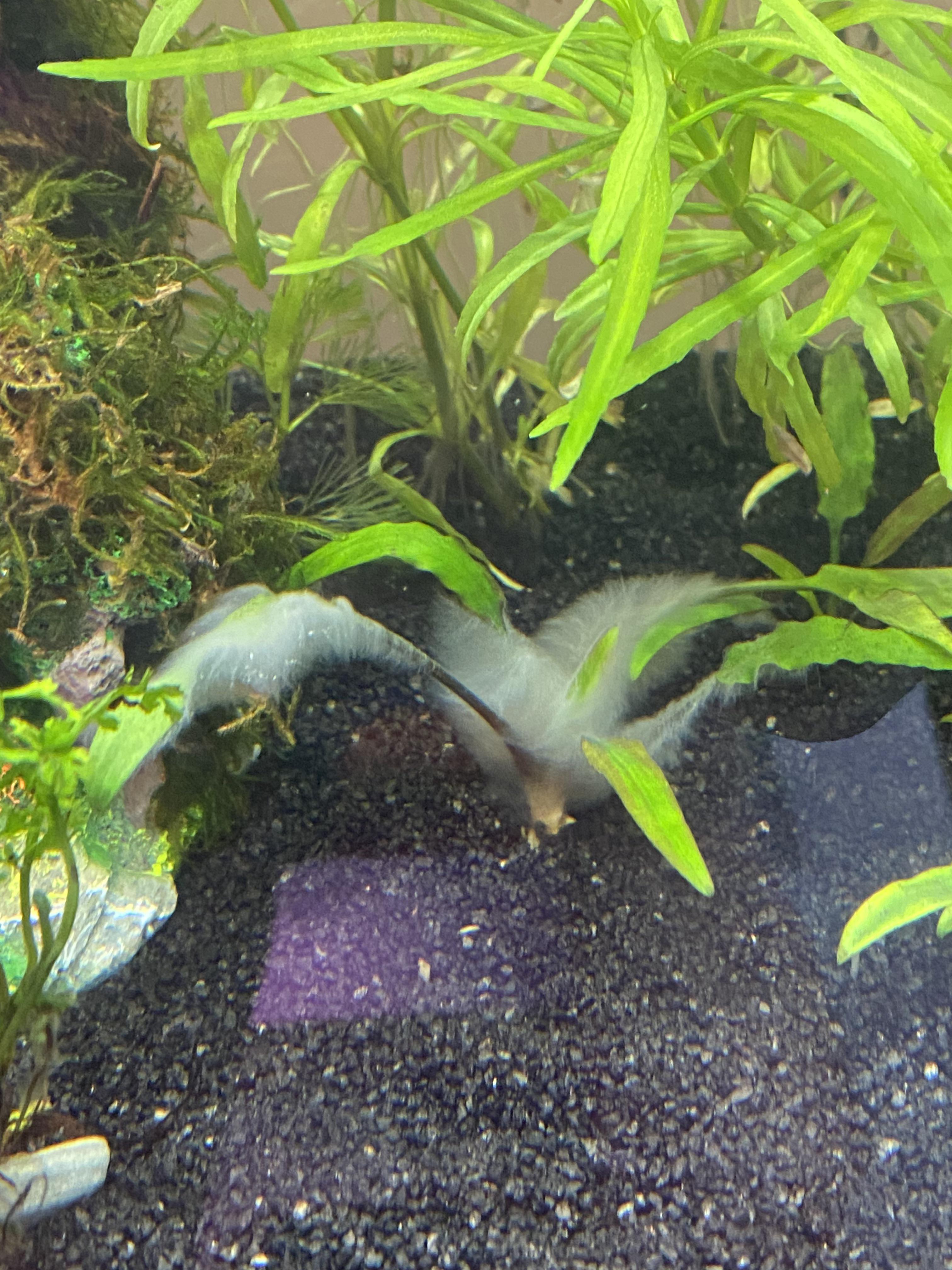 White fuzz on plants?? r/aquarium