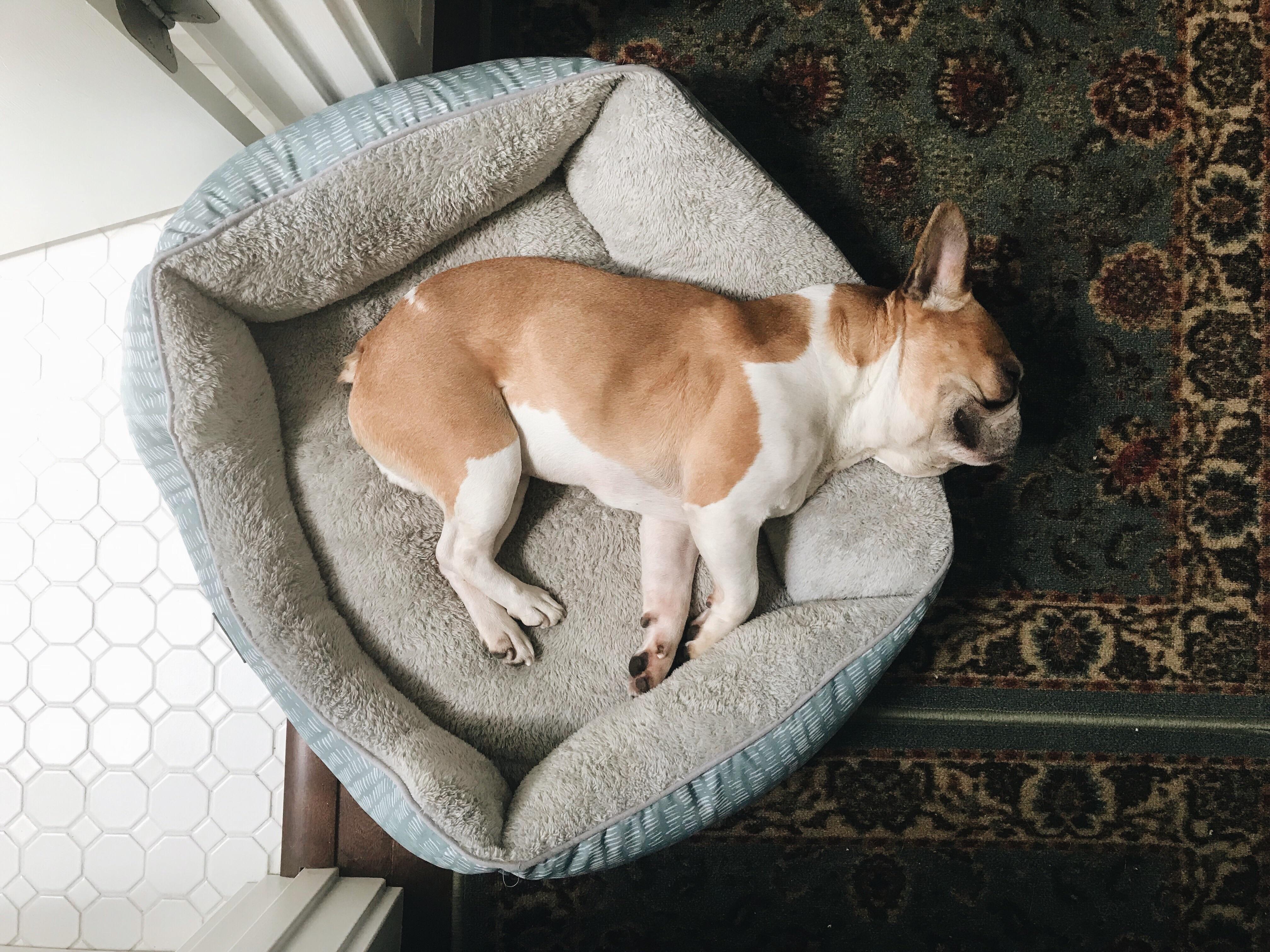 Drags his bed around the house. Gets tired from dragging his bed around the house. Naps in his