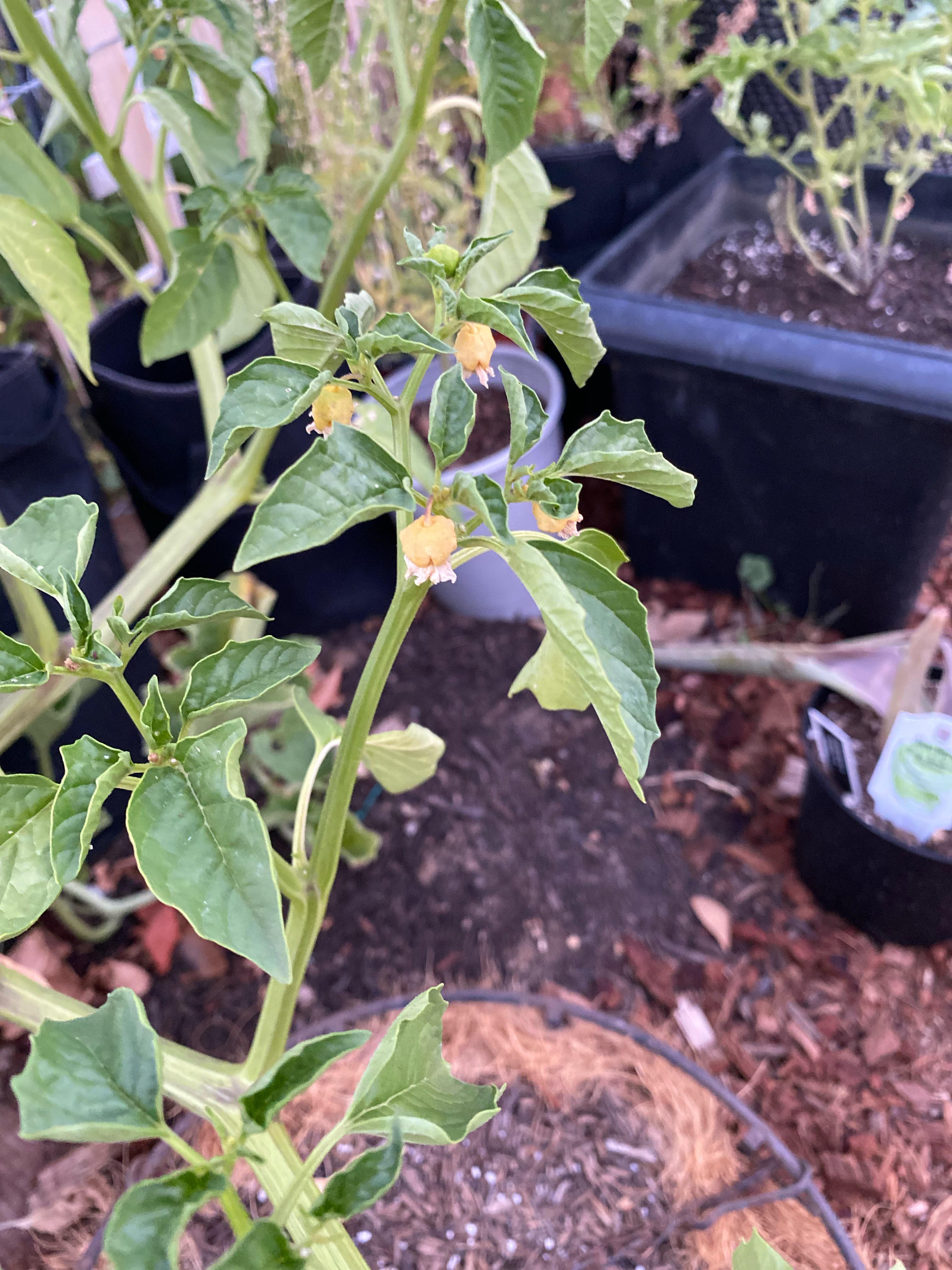 Tomatillo trouble, I am getting lots of blooms but no fruit, what could