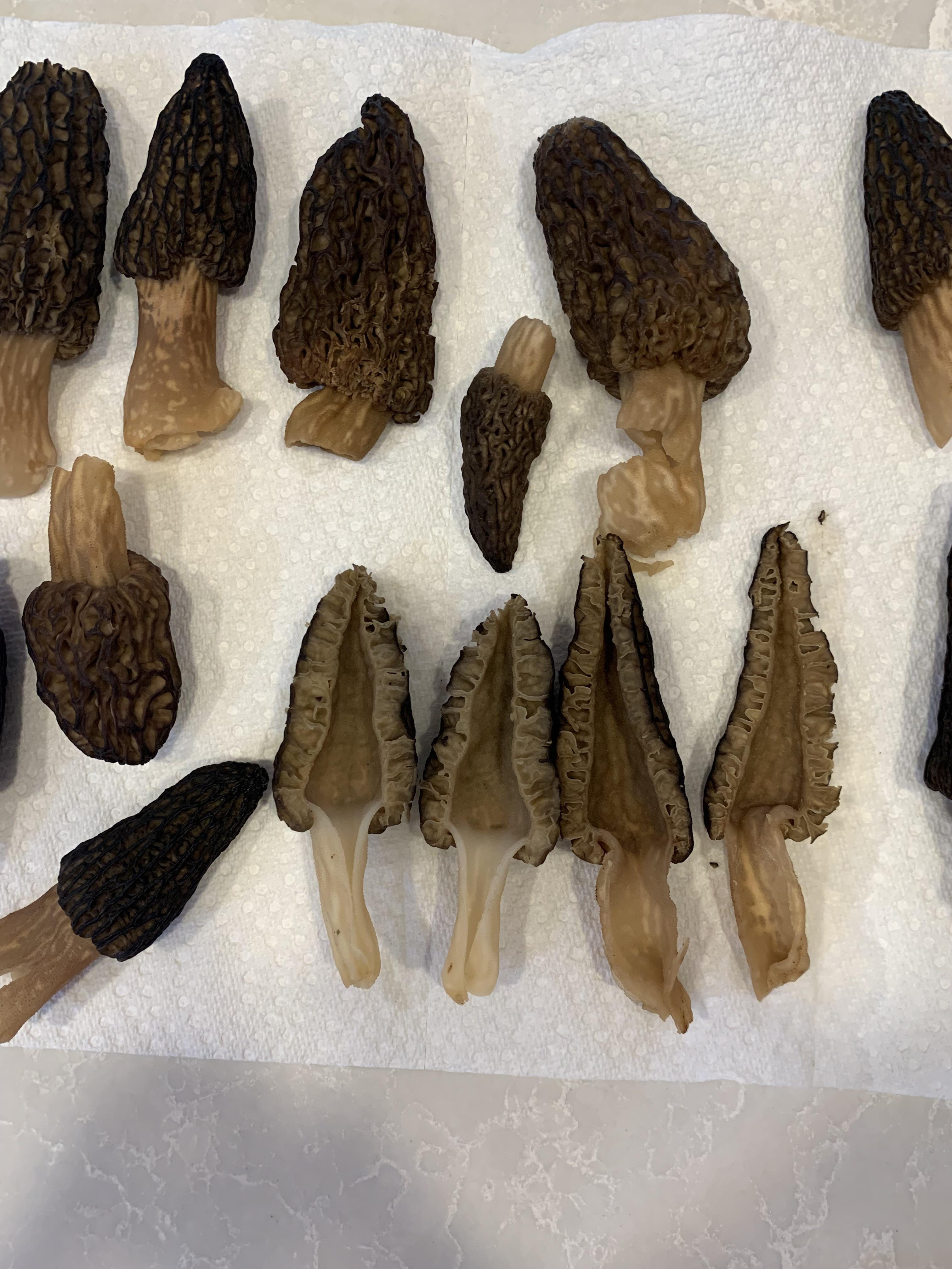 Are these morels? Found in downtown Chicago r/Morel_Hunting