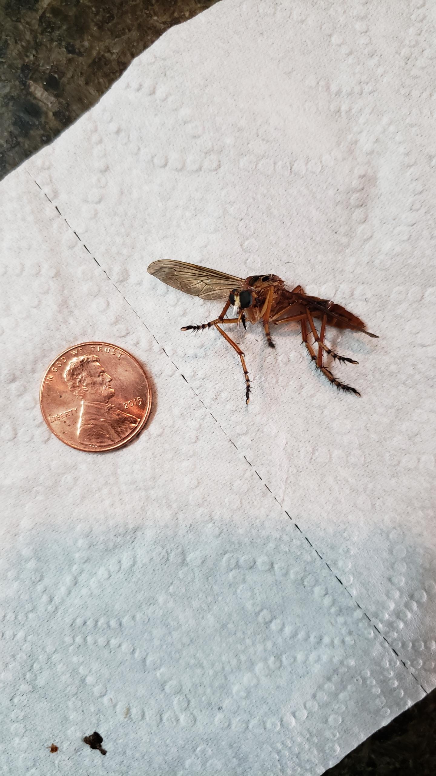 Found this bug flying around in my apartment in Eastern NC. What is it