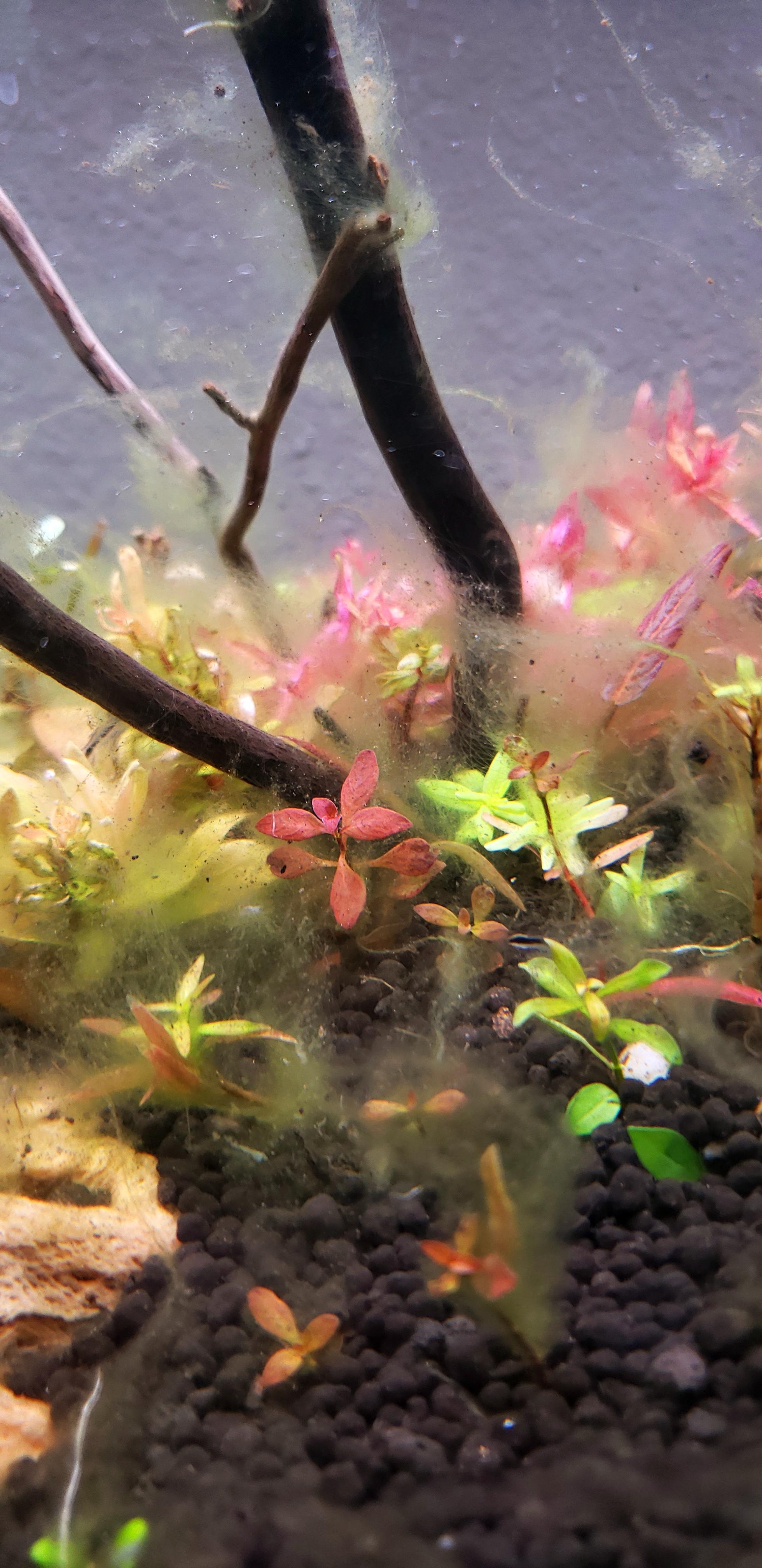 Grey fluffy algae won't go away r/PlantedTank