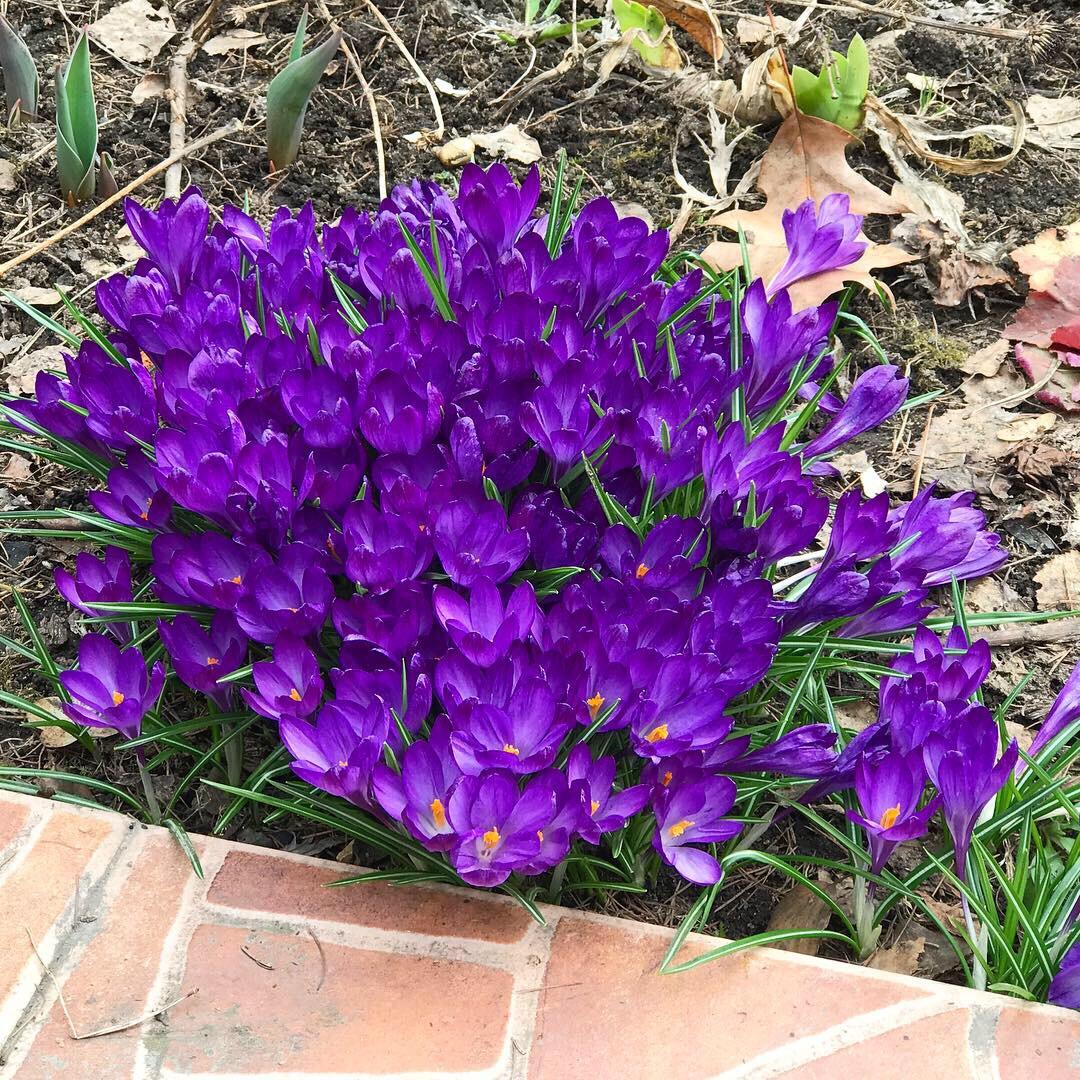 Crocus flowers in my garden today r/gardening