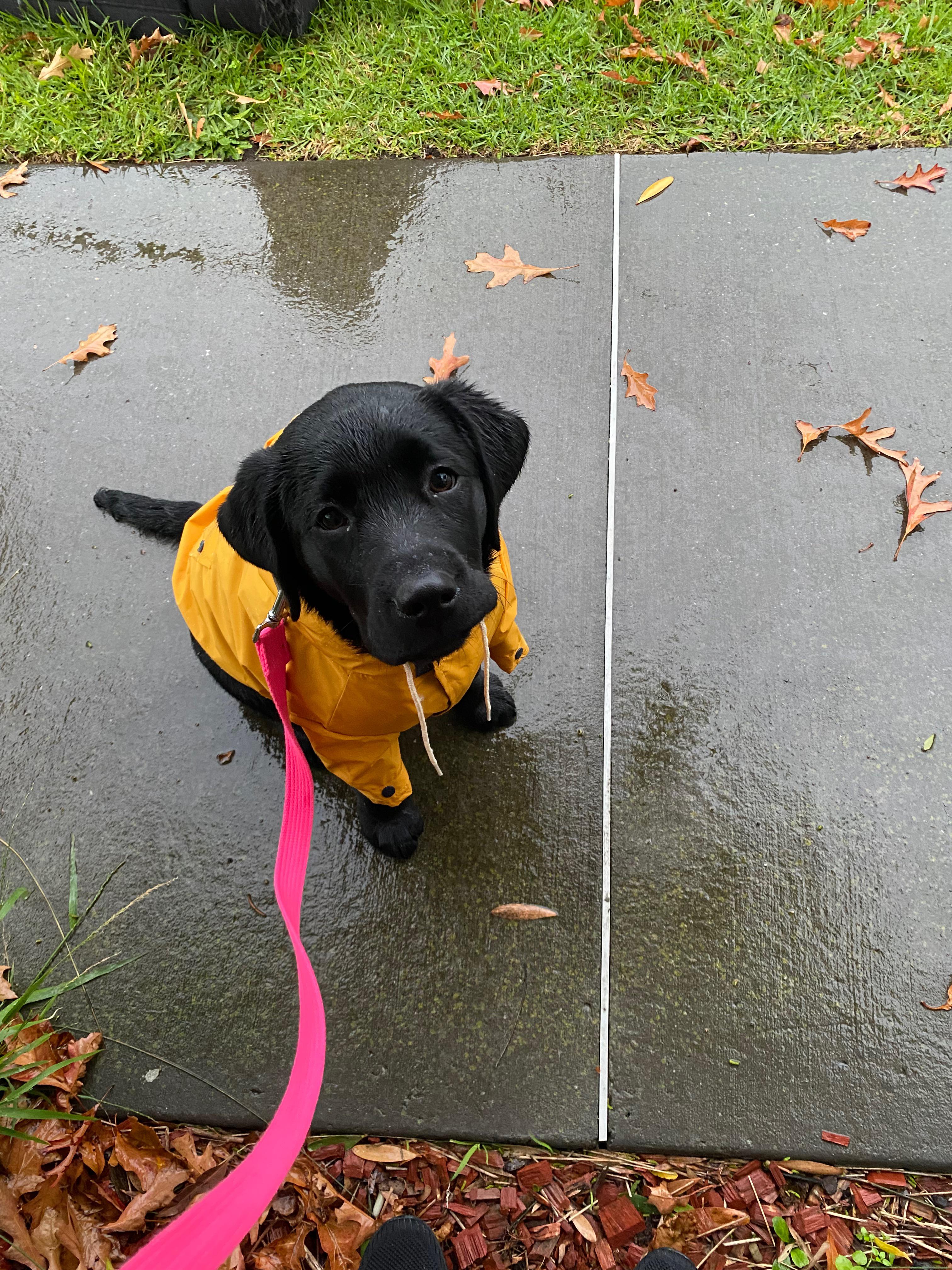 Rainy walks means we can show off our new raincoat! r/labrador
