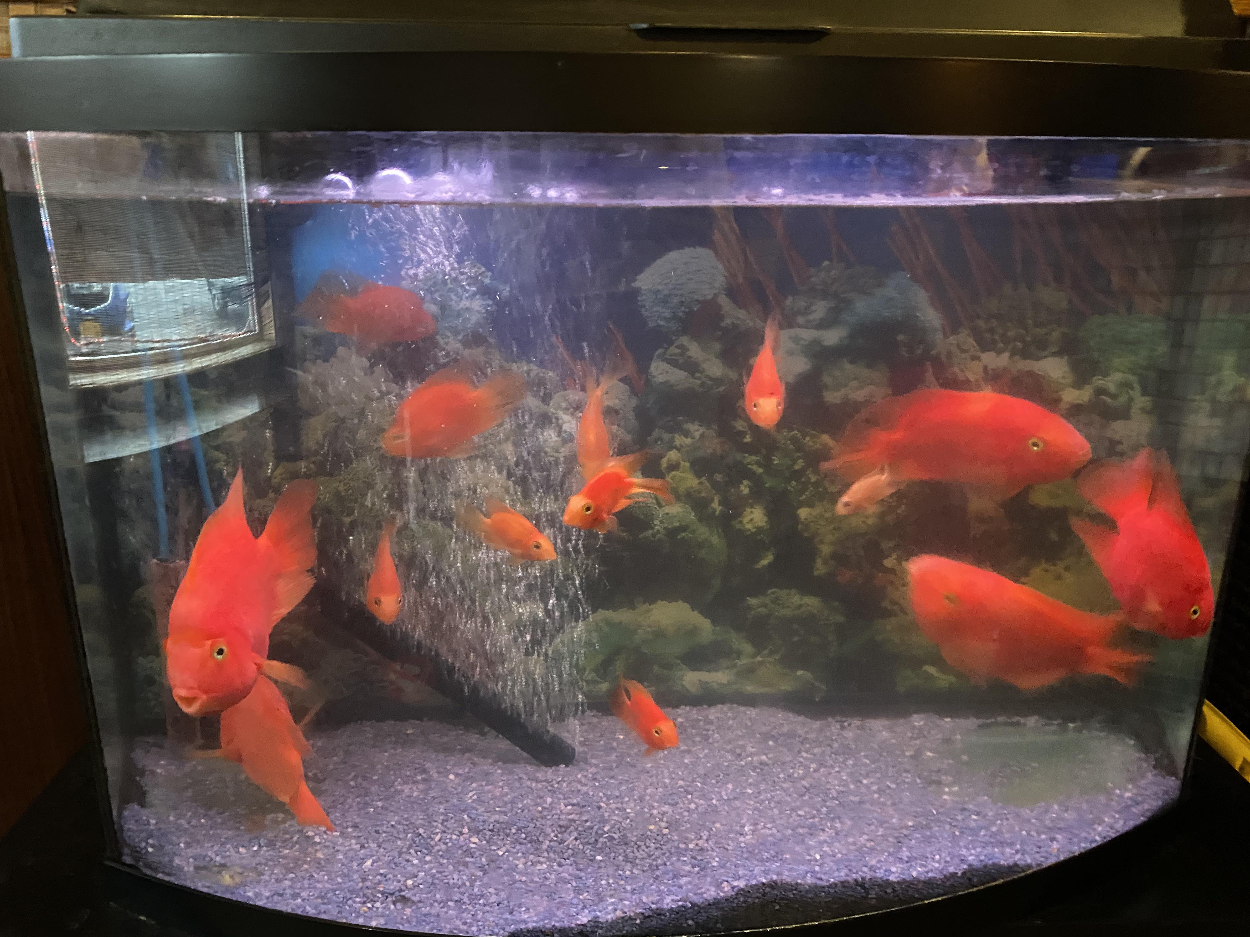 Saw this at a local Japanese restaurant. 14+ Blood Parrot Cichlids in a