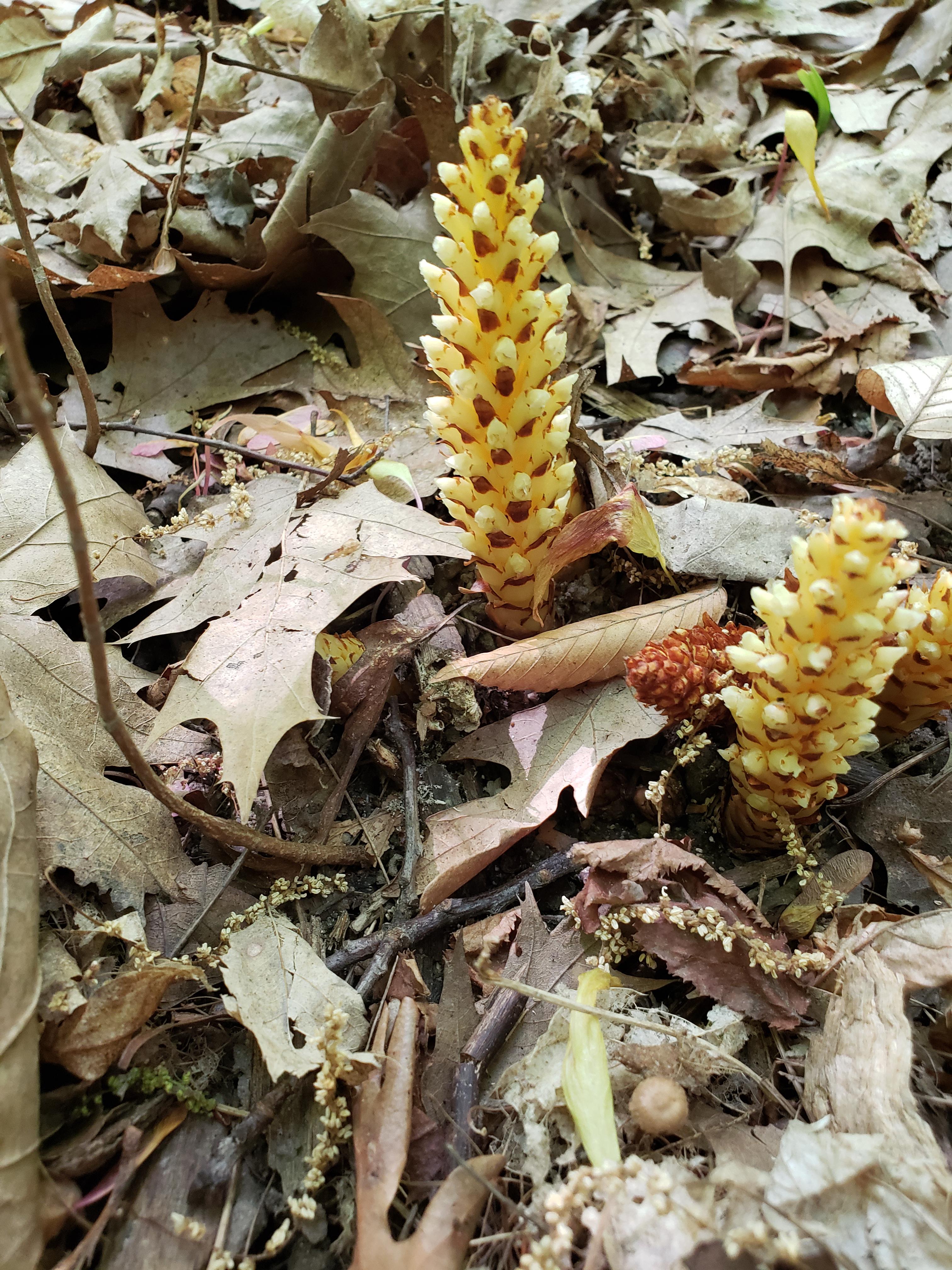 What is this plant growing in a Michigan forest? r/Whatisthis