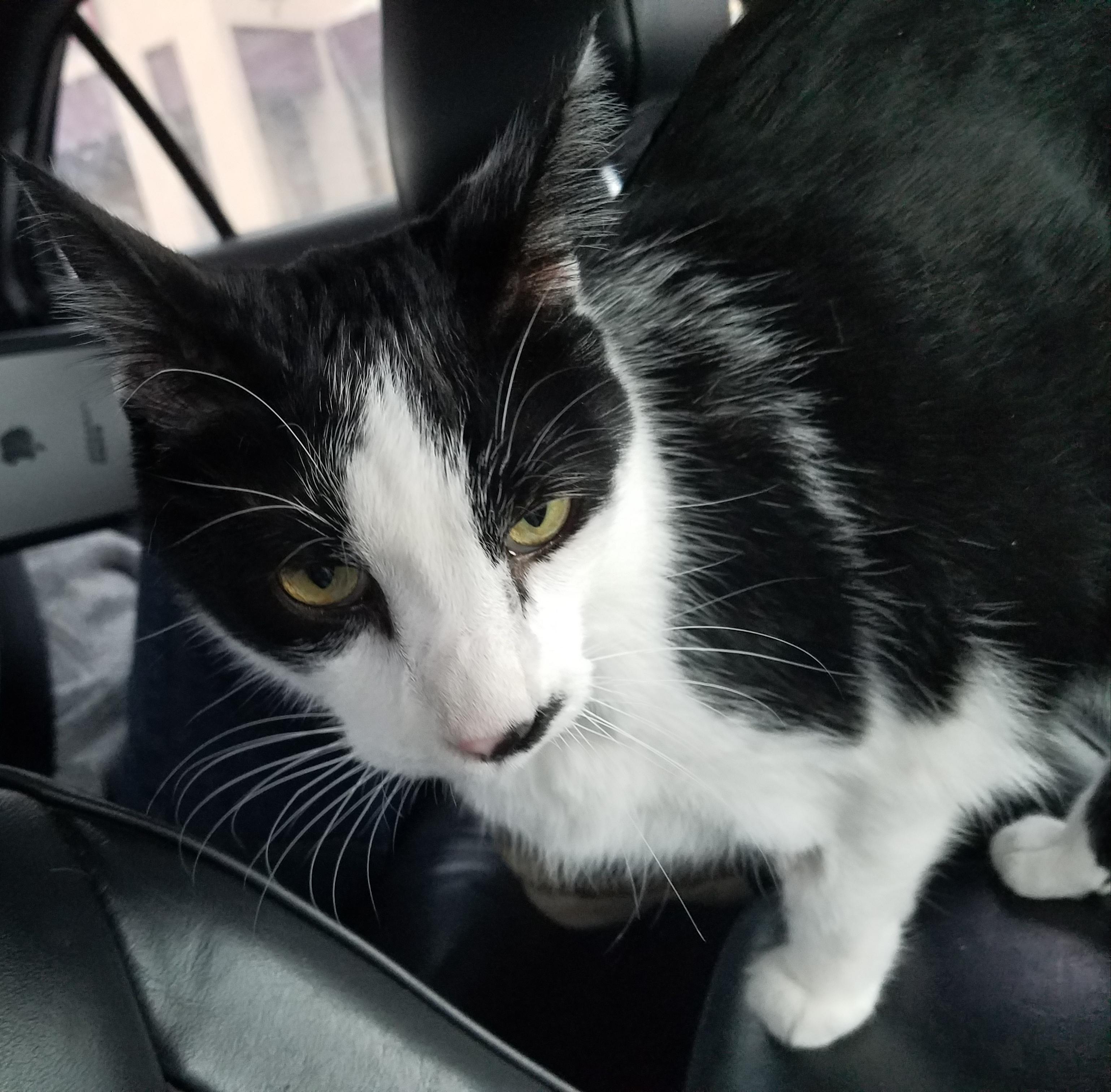 Cat Cancer How Long To Live CancerWalls