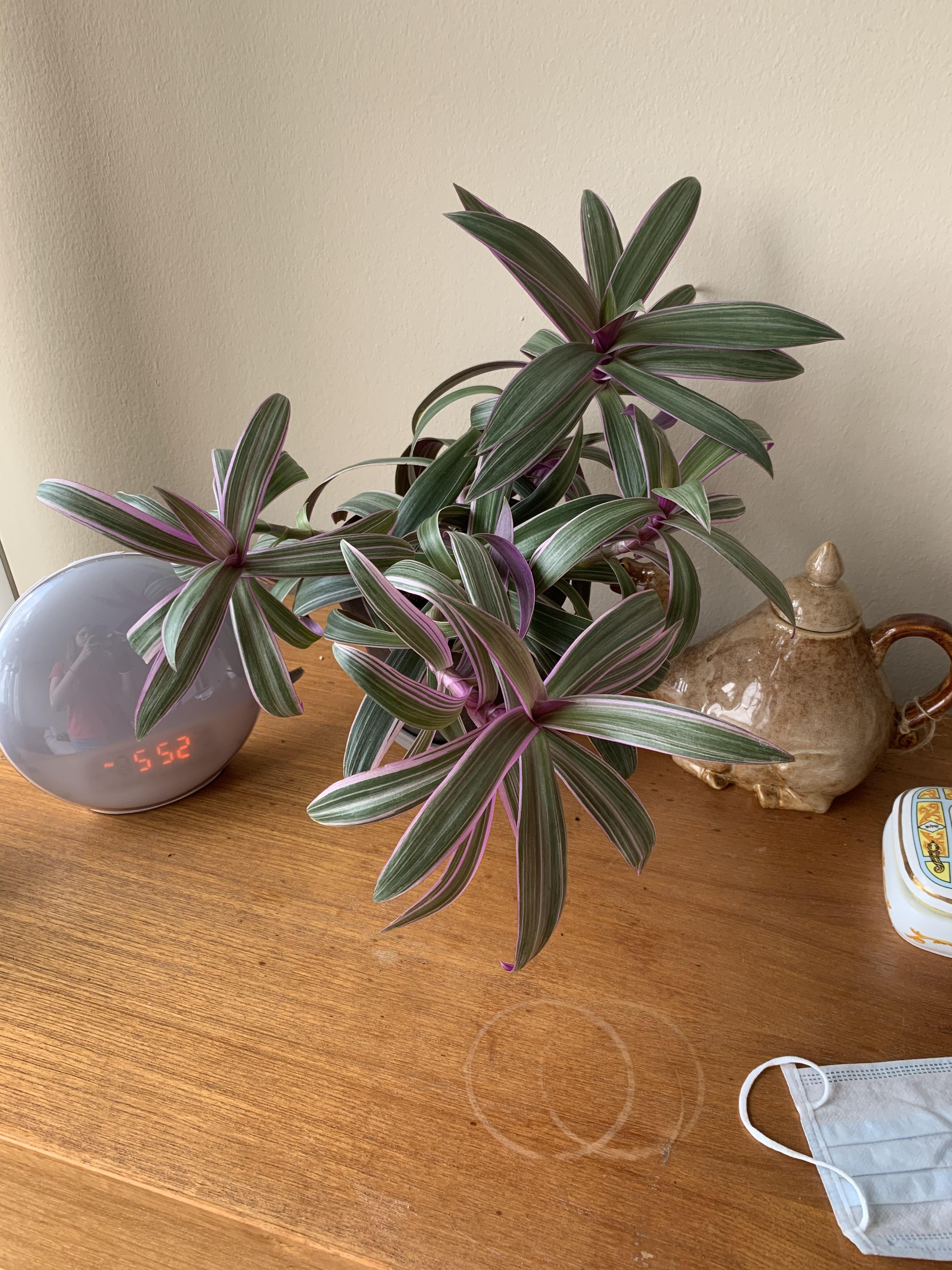 Oyster plant is healthy, but growing out horizontally. Any tips to take