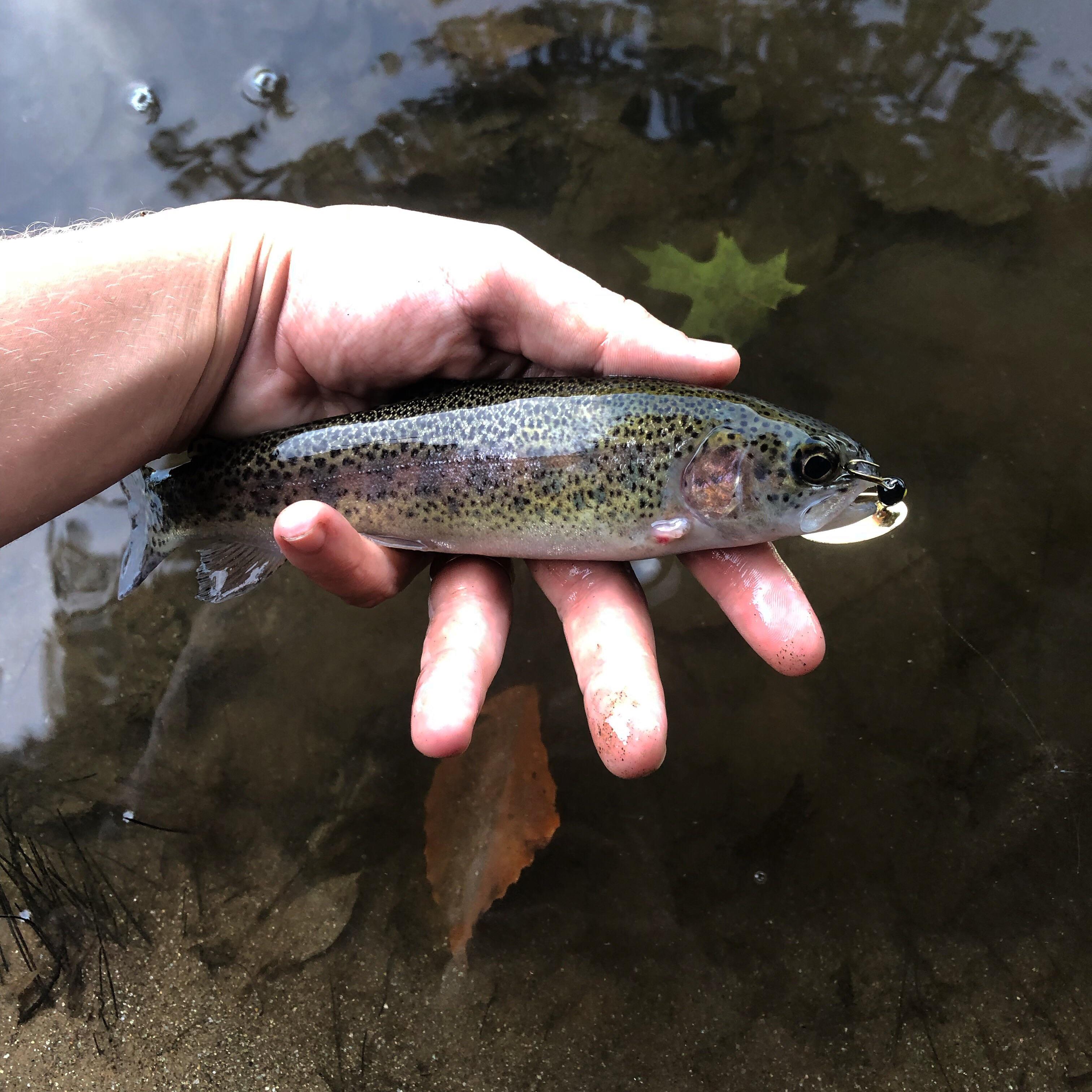 First time trout fishing. Still have a lot to learn. r/Fishing