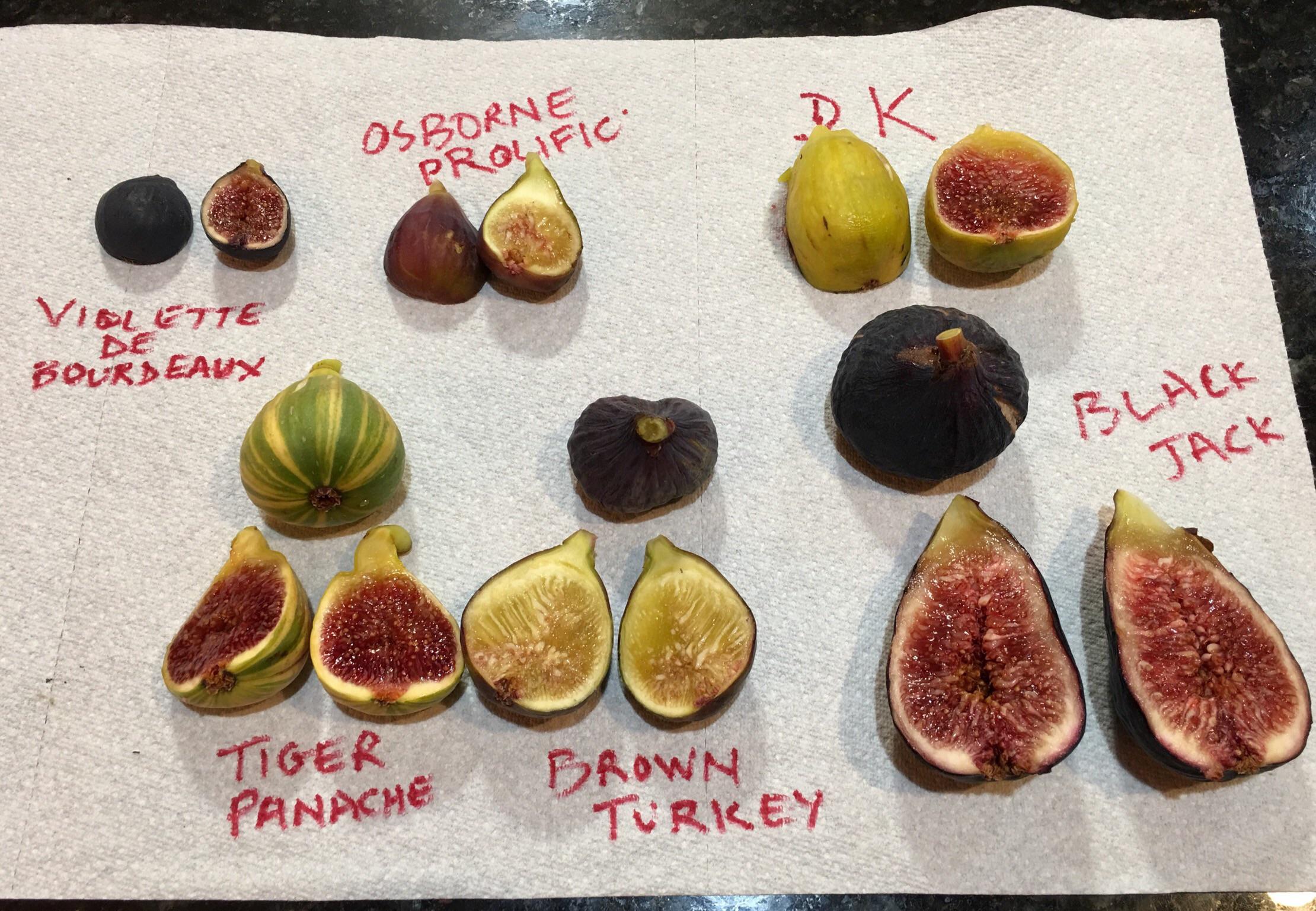 Figs! r/coolguides