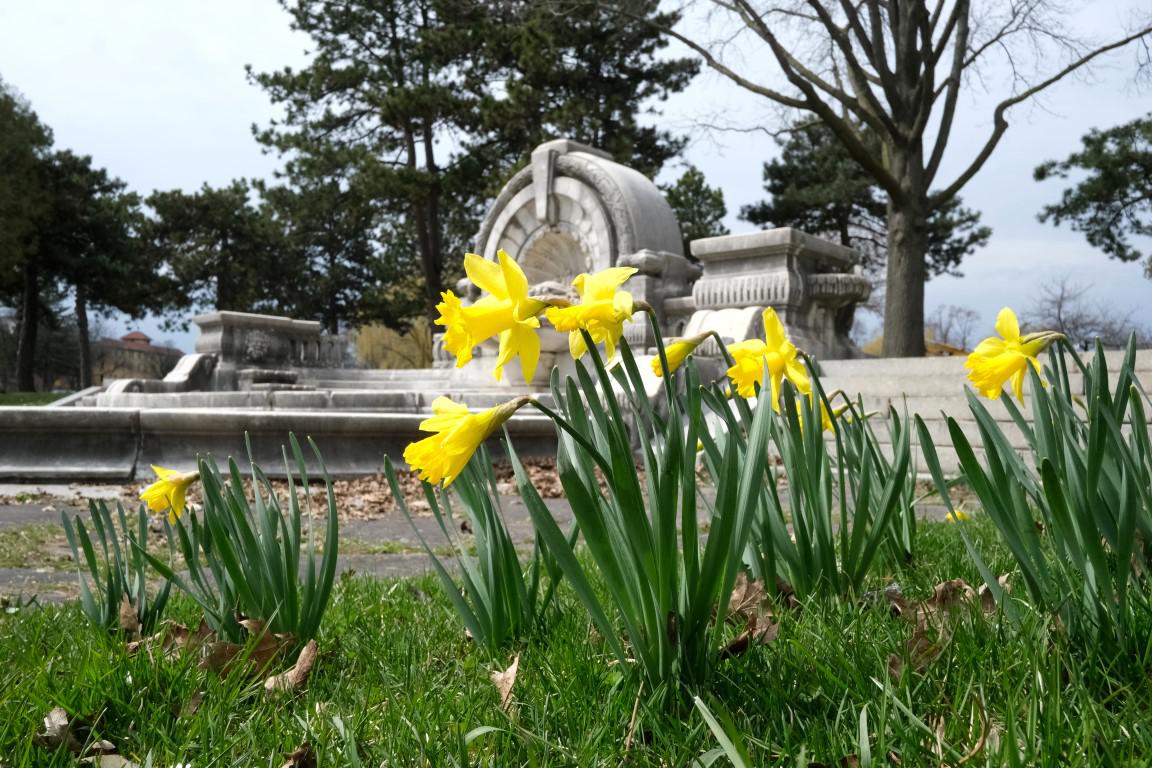 Socialdistanced to Palmer Park this week to see the Daffodils r/Detroit