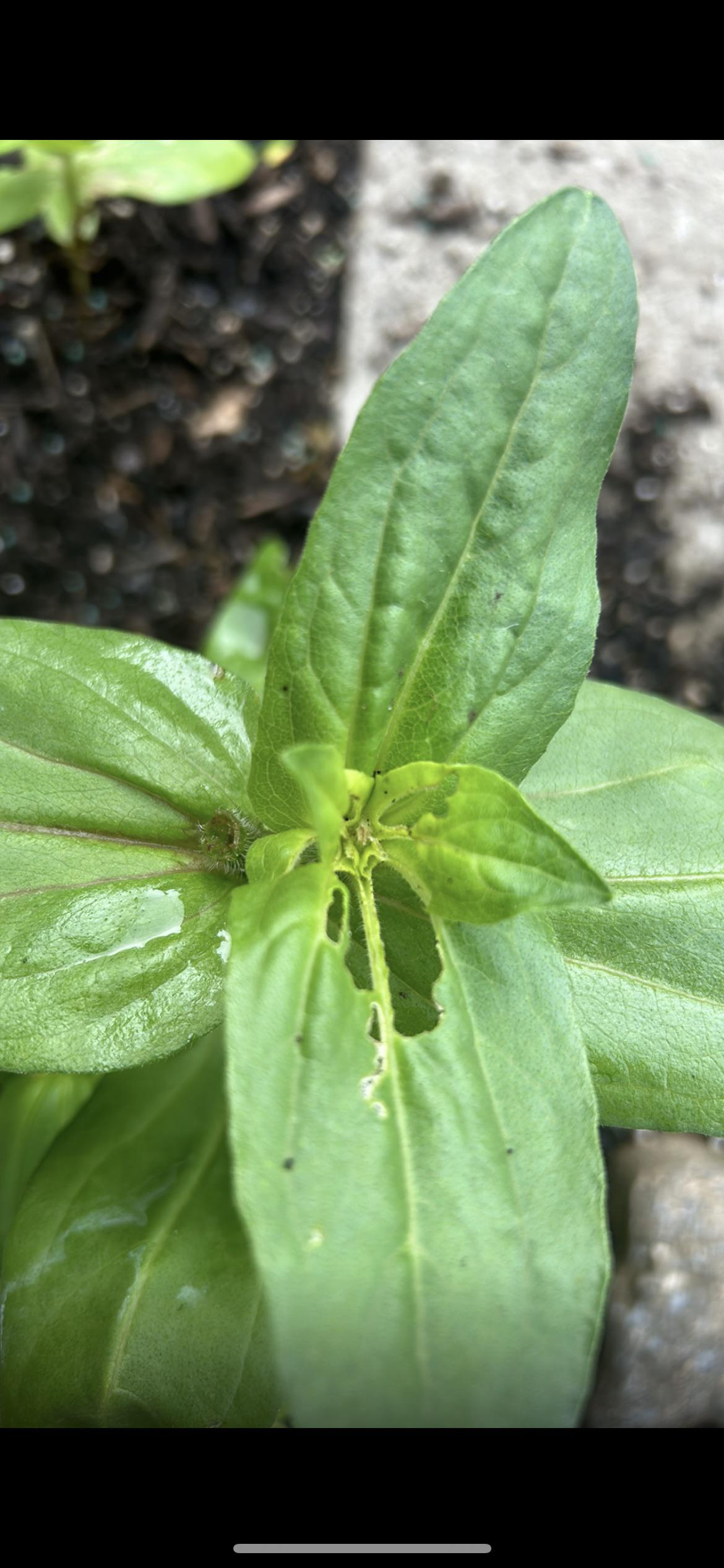 Holes in Zinnia leaves r/Cutflowers