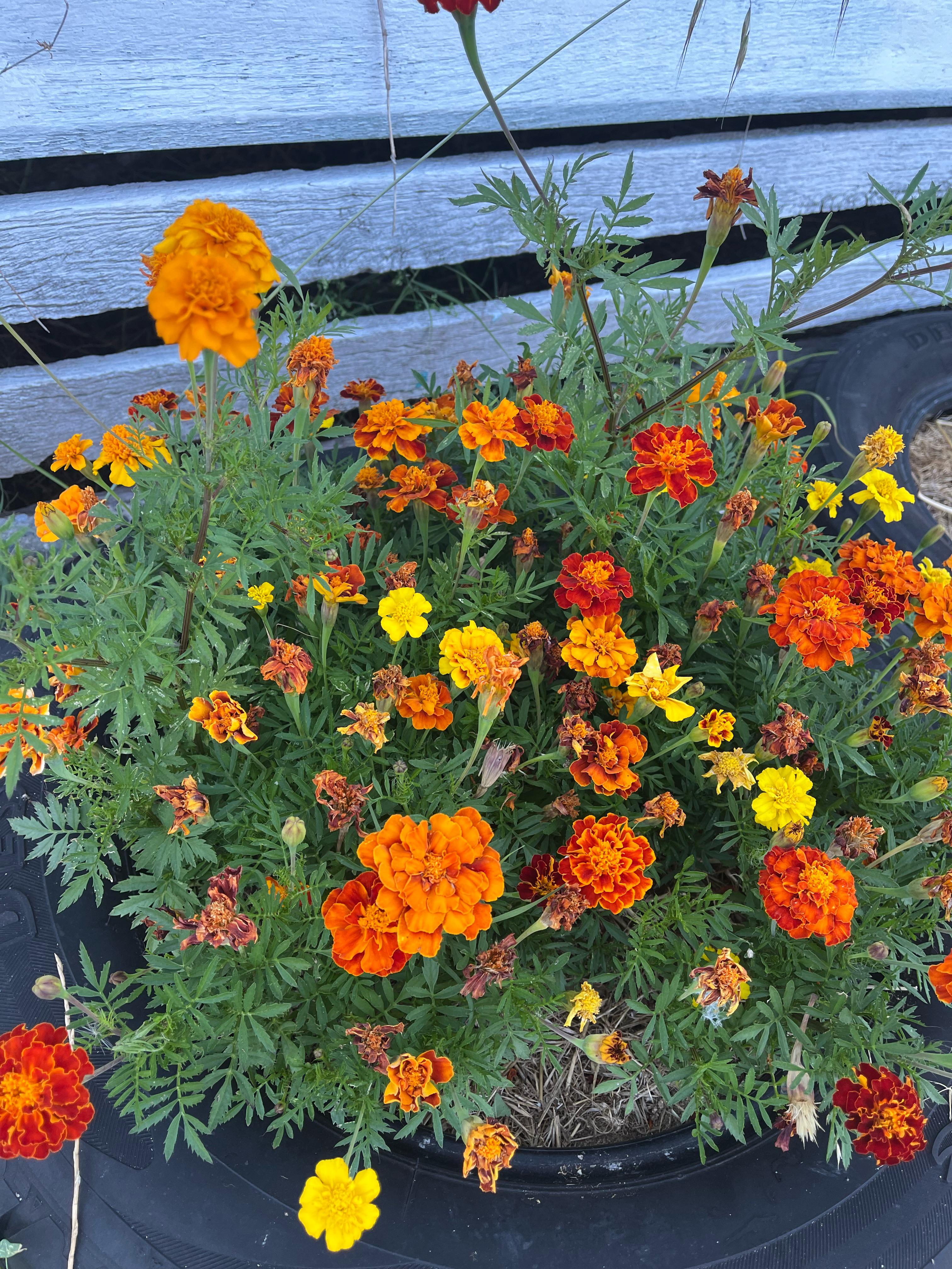 Why are my marigolds wilting? They were thriving a few weeks ago r