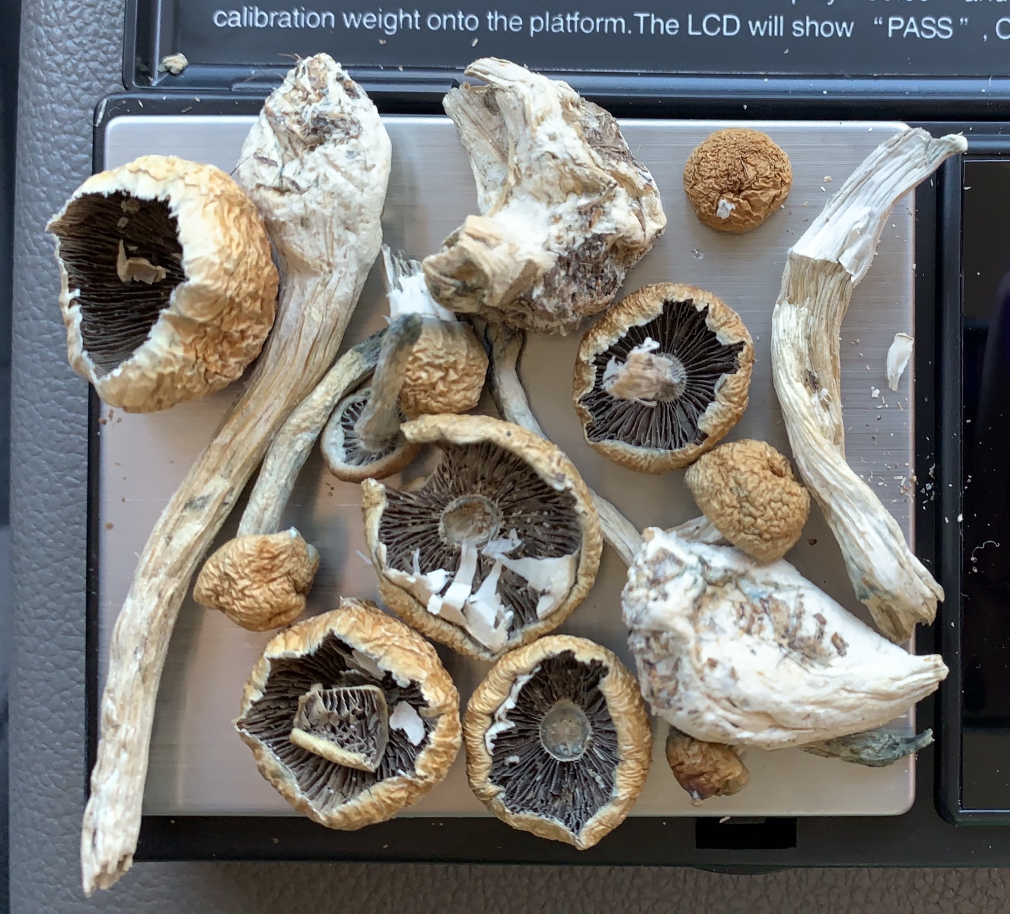 Are these psilocybin mushrooms still good? I’ve kept them in a jar in