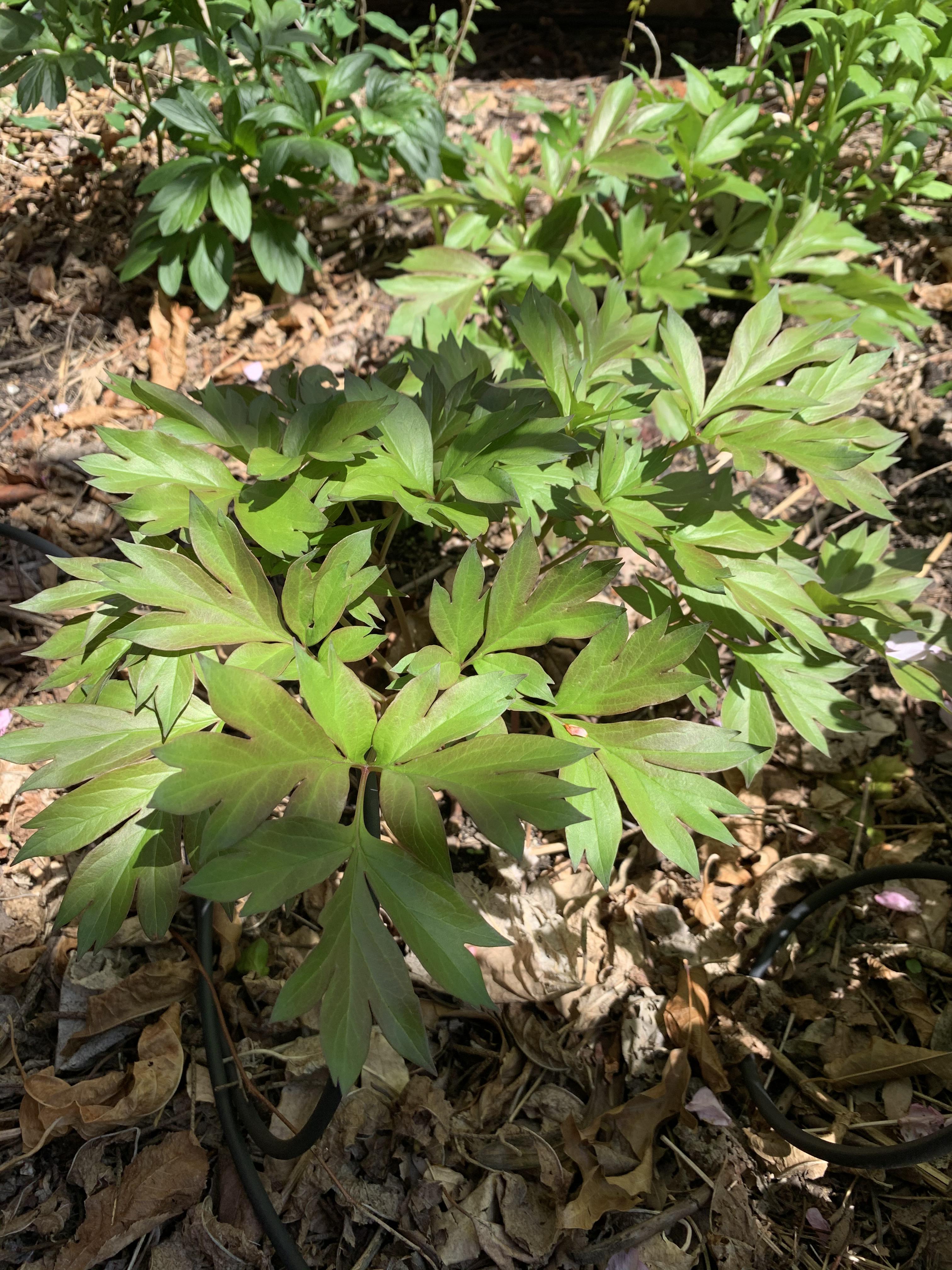 Perennial in zone 7b. This was one of the earlier plants to poke up in