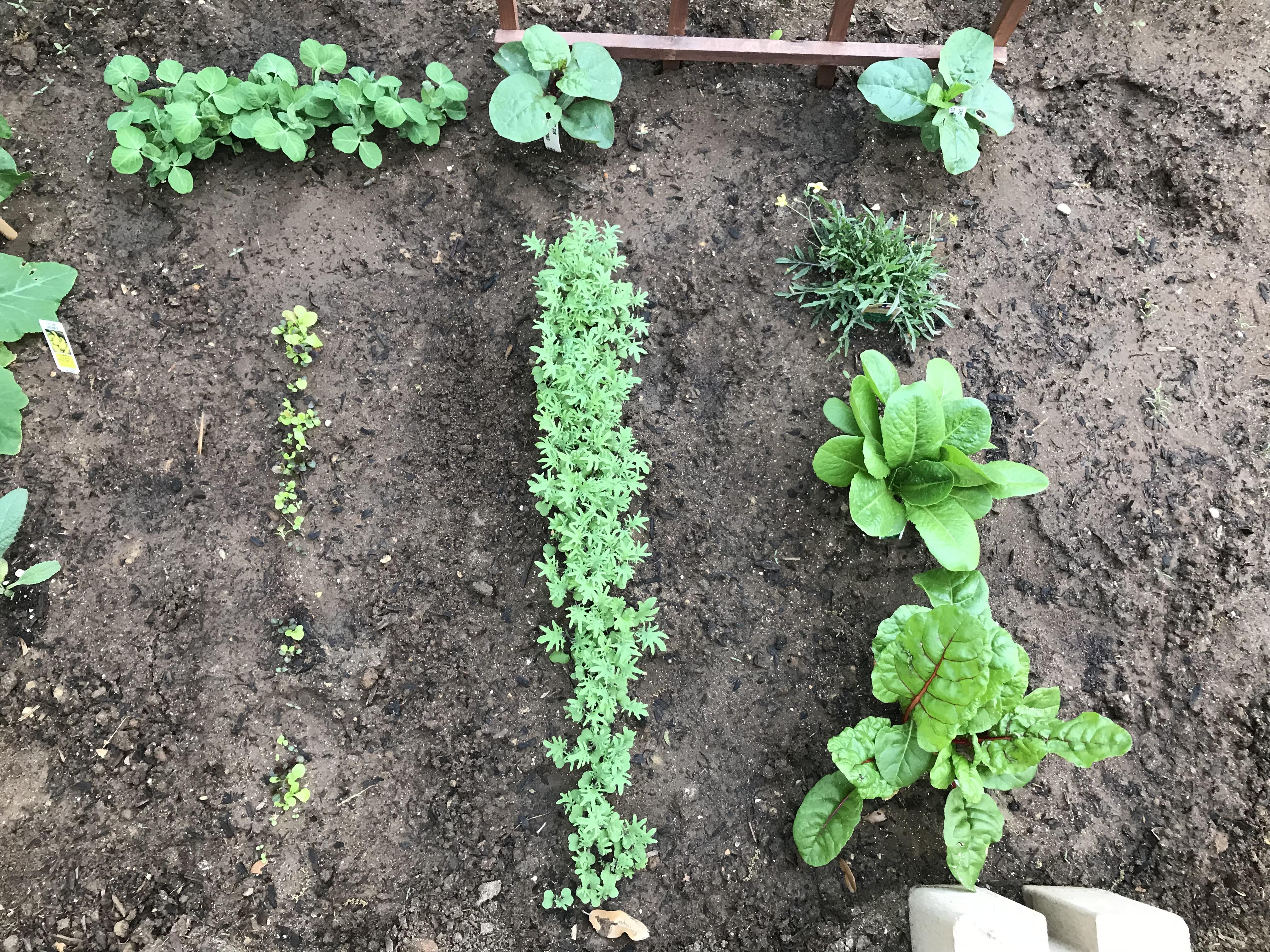 Red Russian kale, romane lettuce, climbing spinach, sweet snap peas