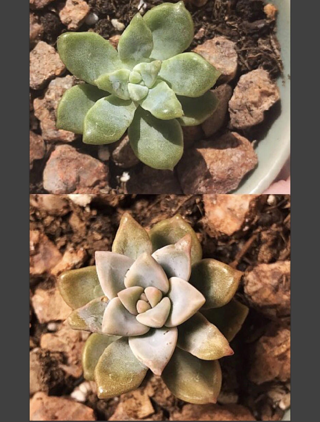 Before and After using a grow light! r/succulents