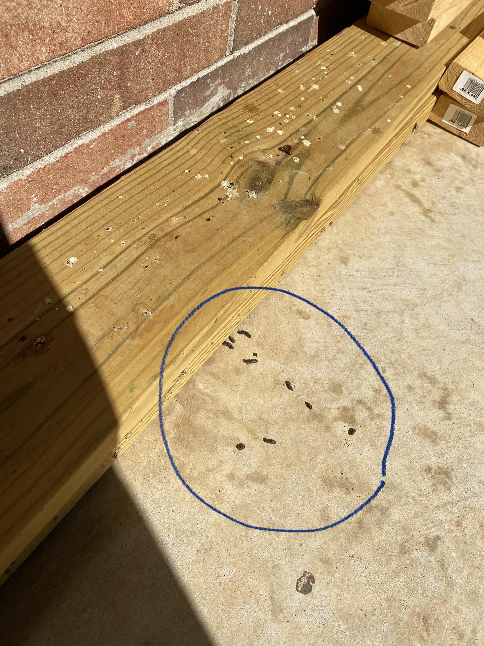 Was this made by a snake? 2x6 lumber for scale. [Greensboro, NC] r