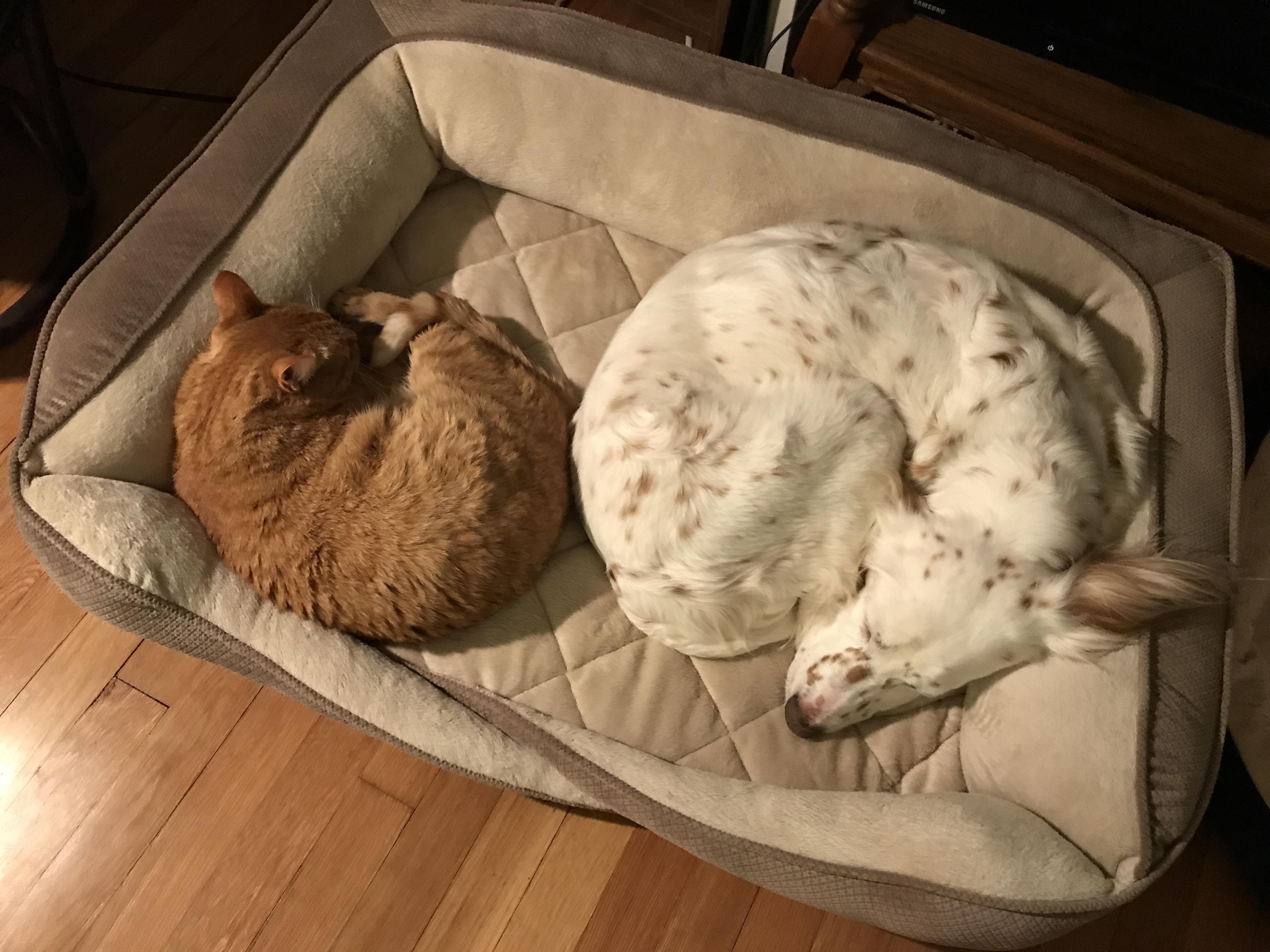 The dog bed was supposed to be just for the dog r/AnimalsBeingSleepy