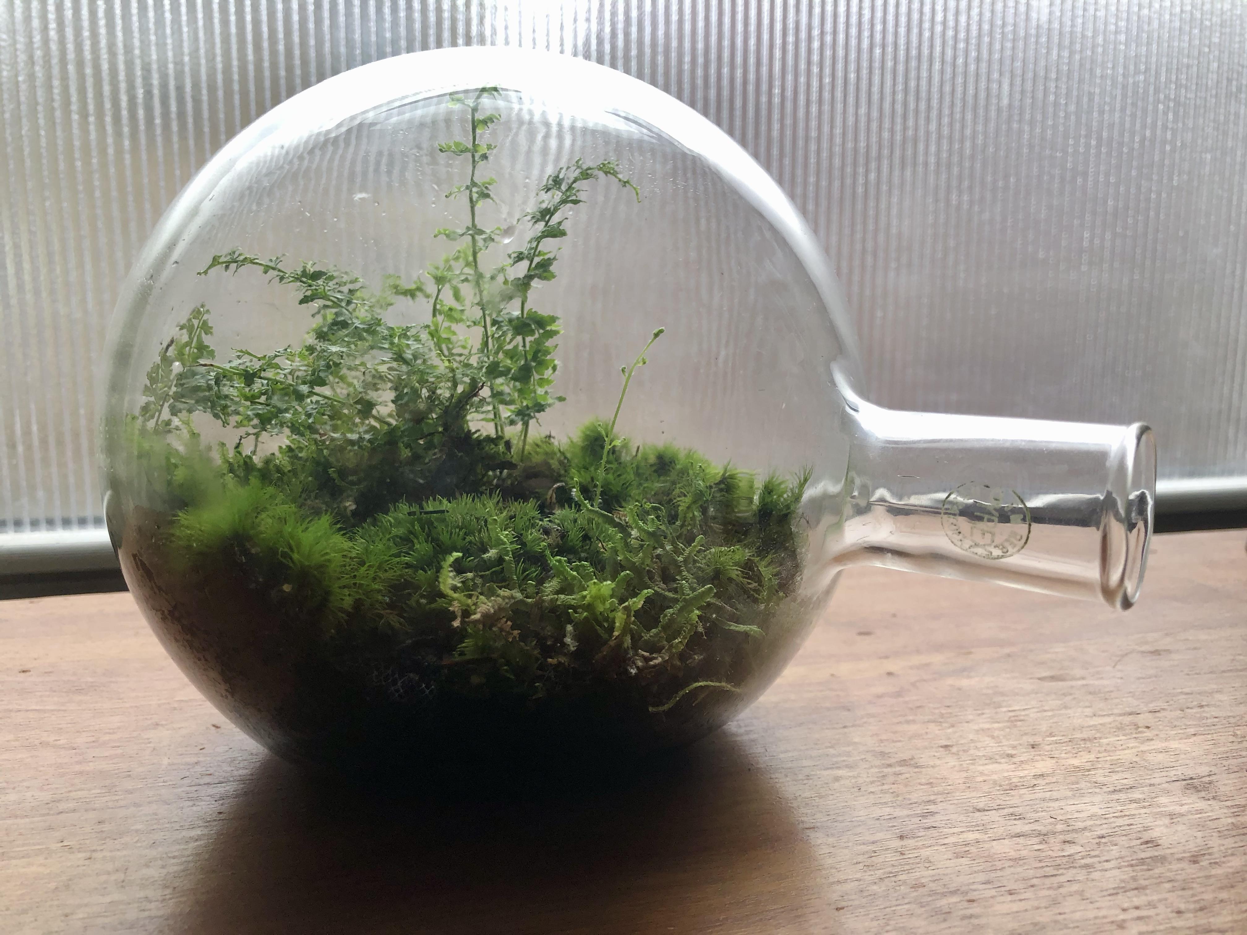 Terrarium I made from an old pice of chemistry labware r/terrariums