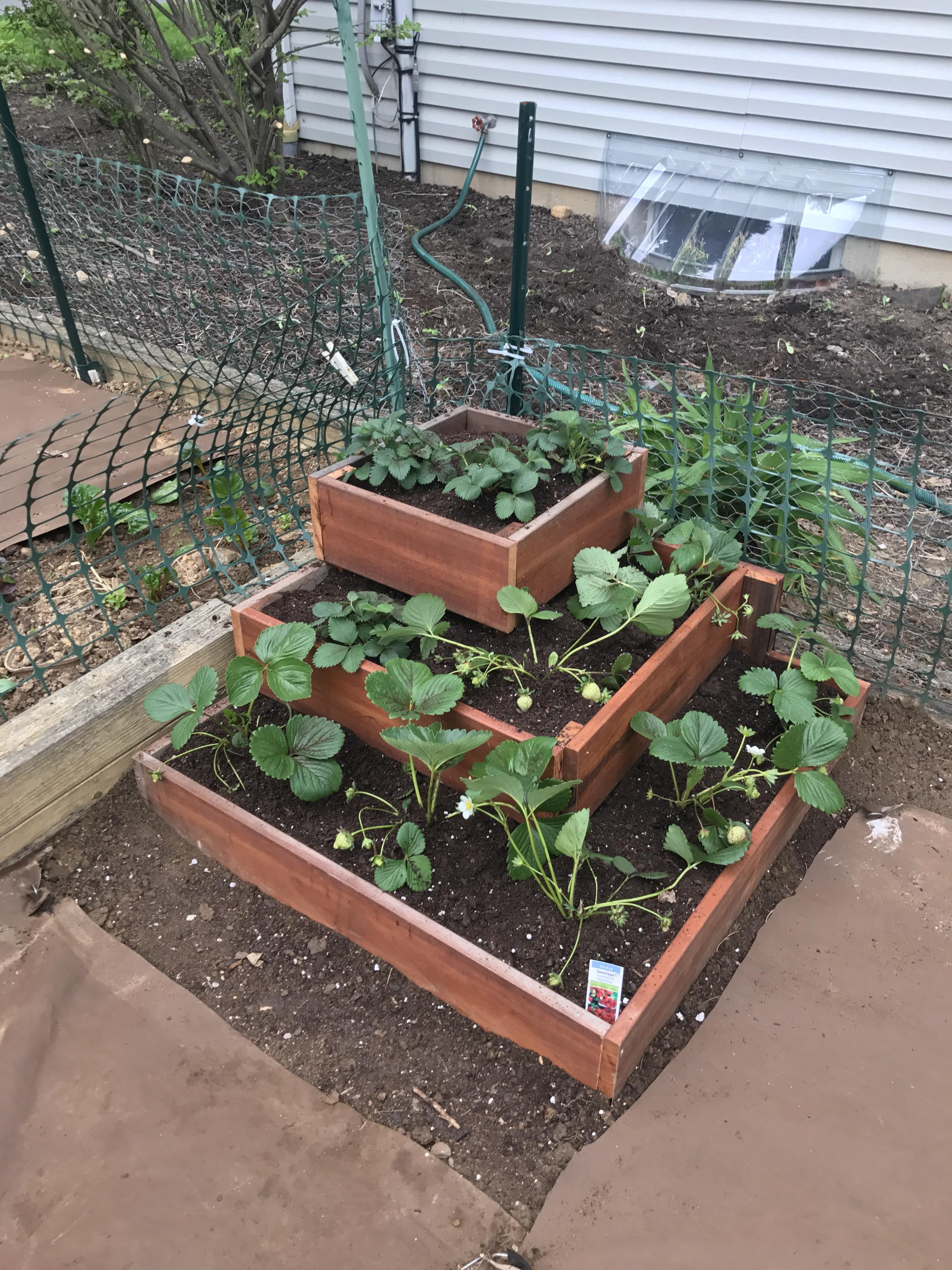 Built a strawberry terrace for my garden gardening