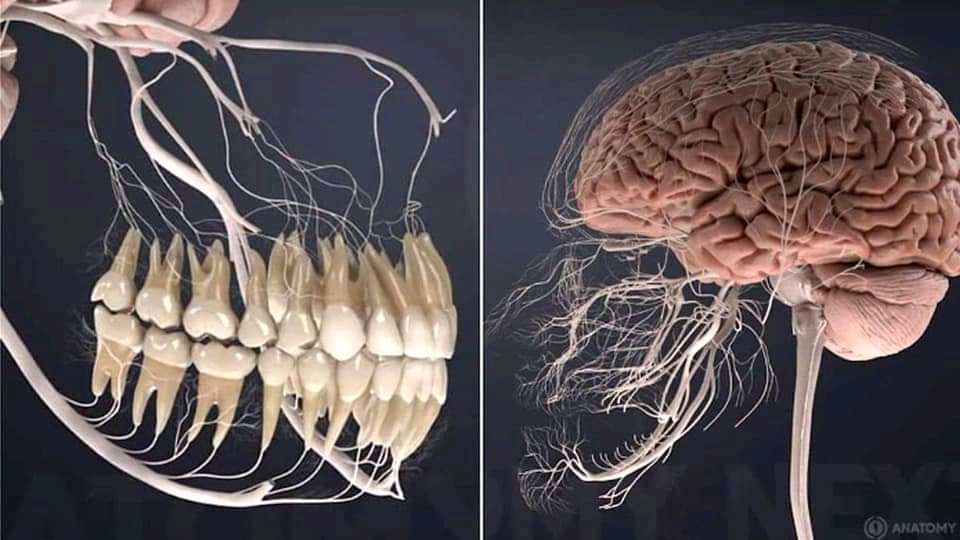 Are The Nerves In Your Teeth Connected TeethWalls